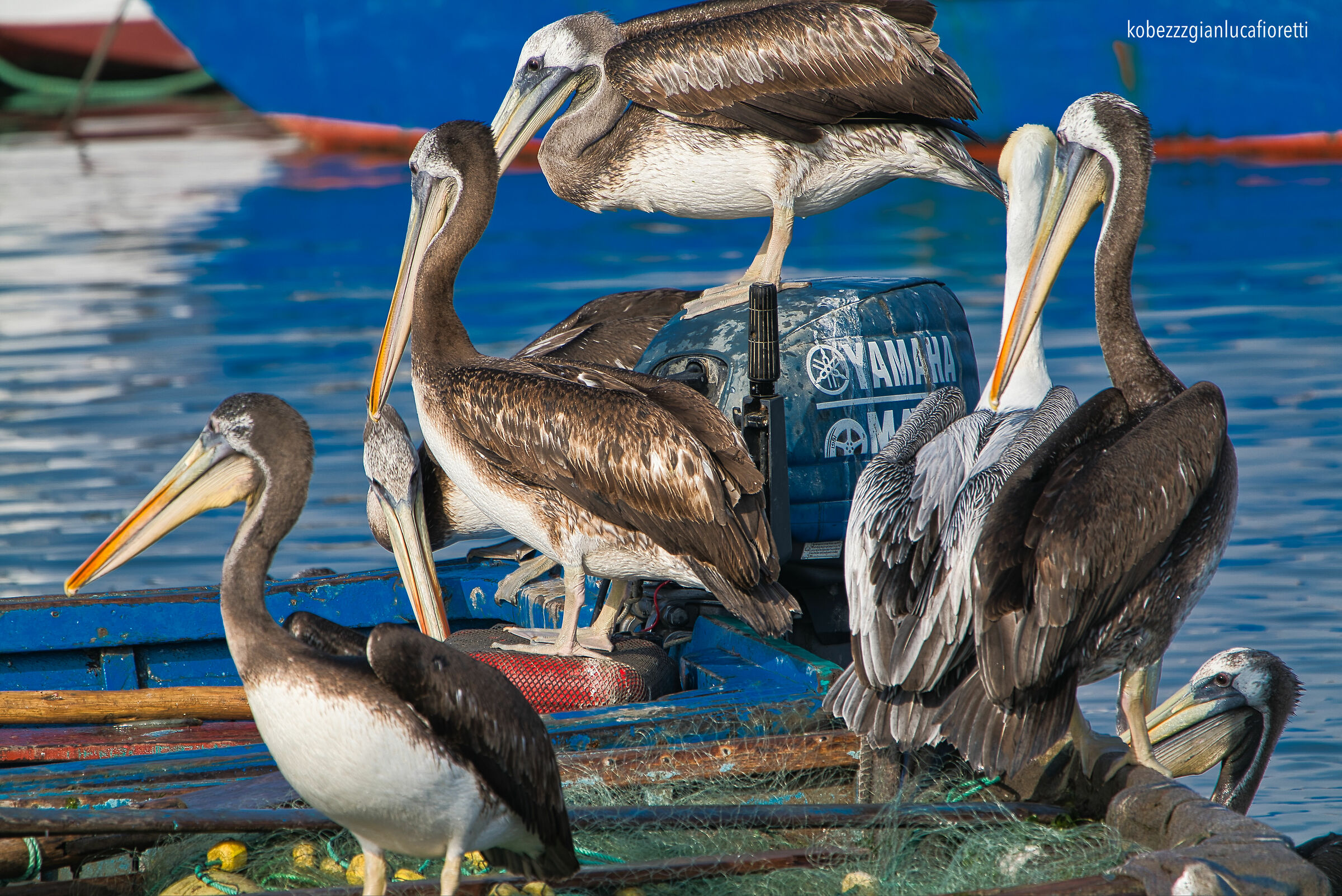 The Perù Pelicans