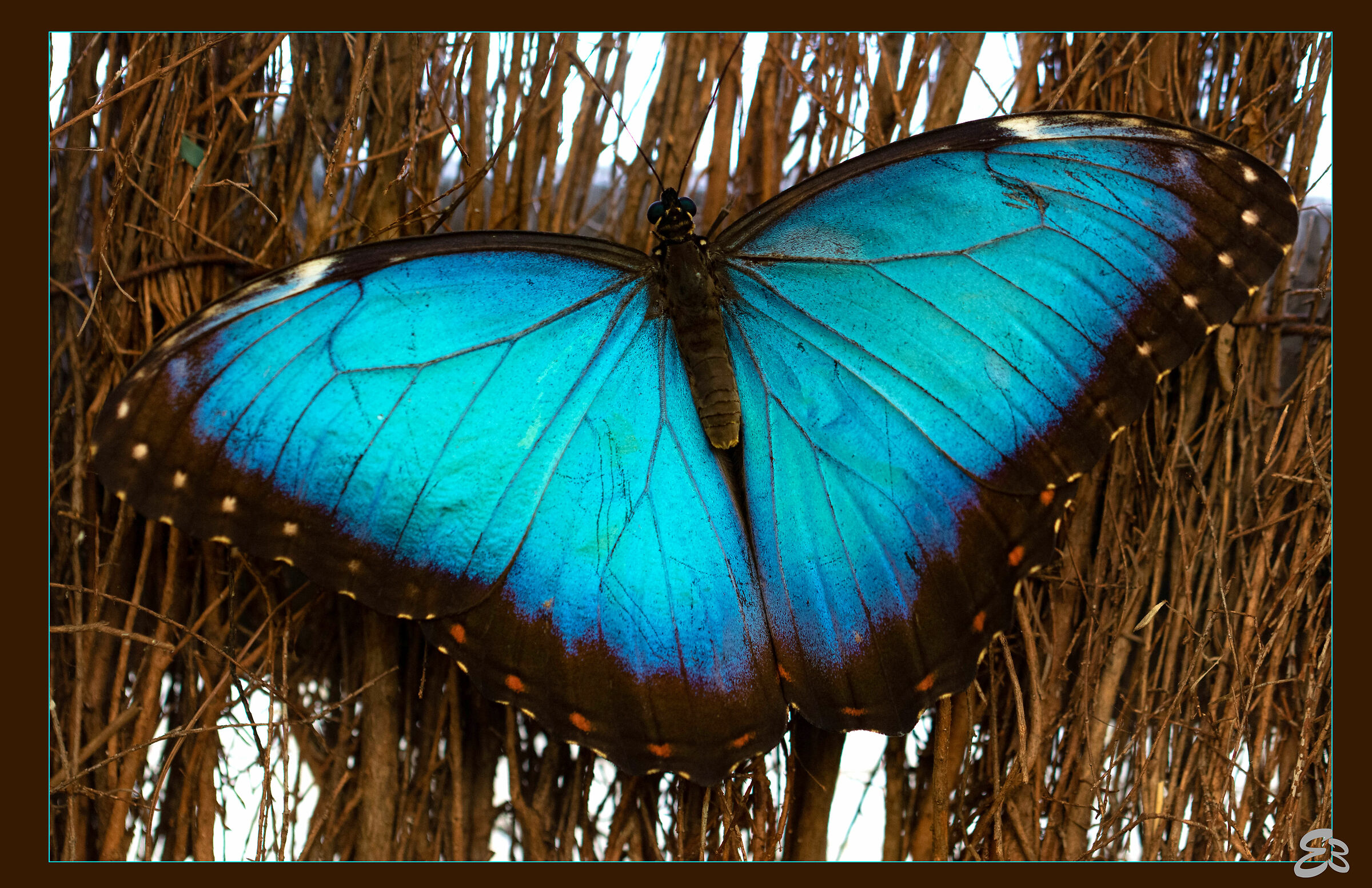 Blue Morph (Morpho menelaus)