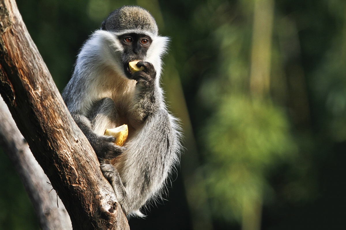 Scimmietta golosa...