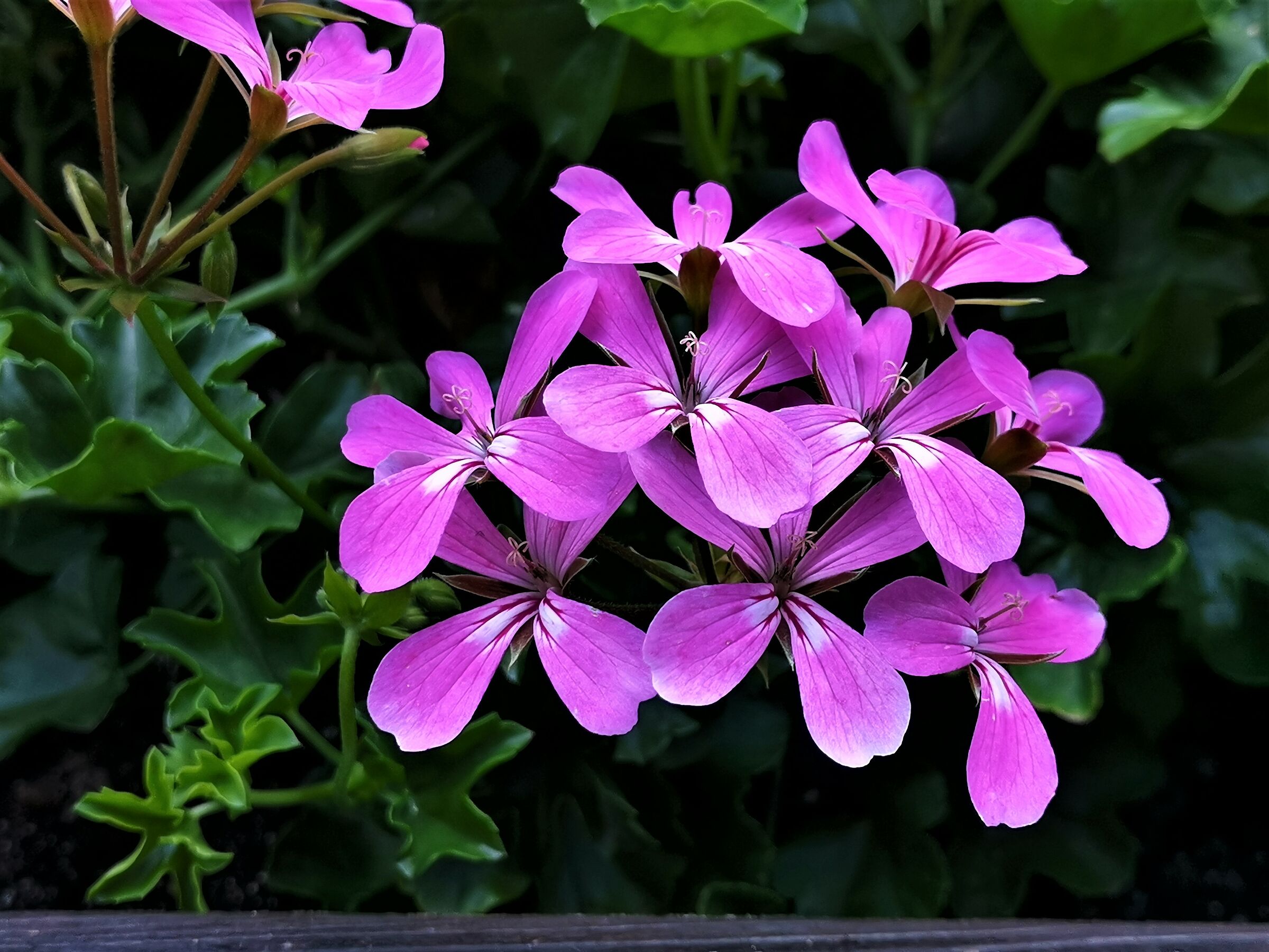 Alto Adige e i suoi fiori - 1 -