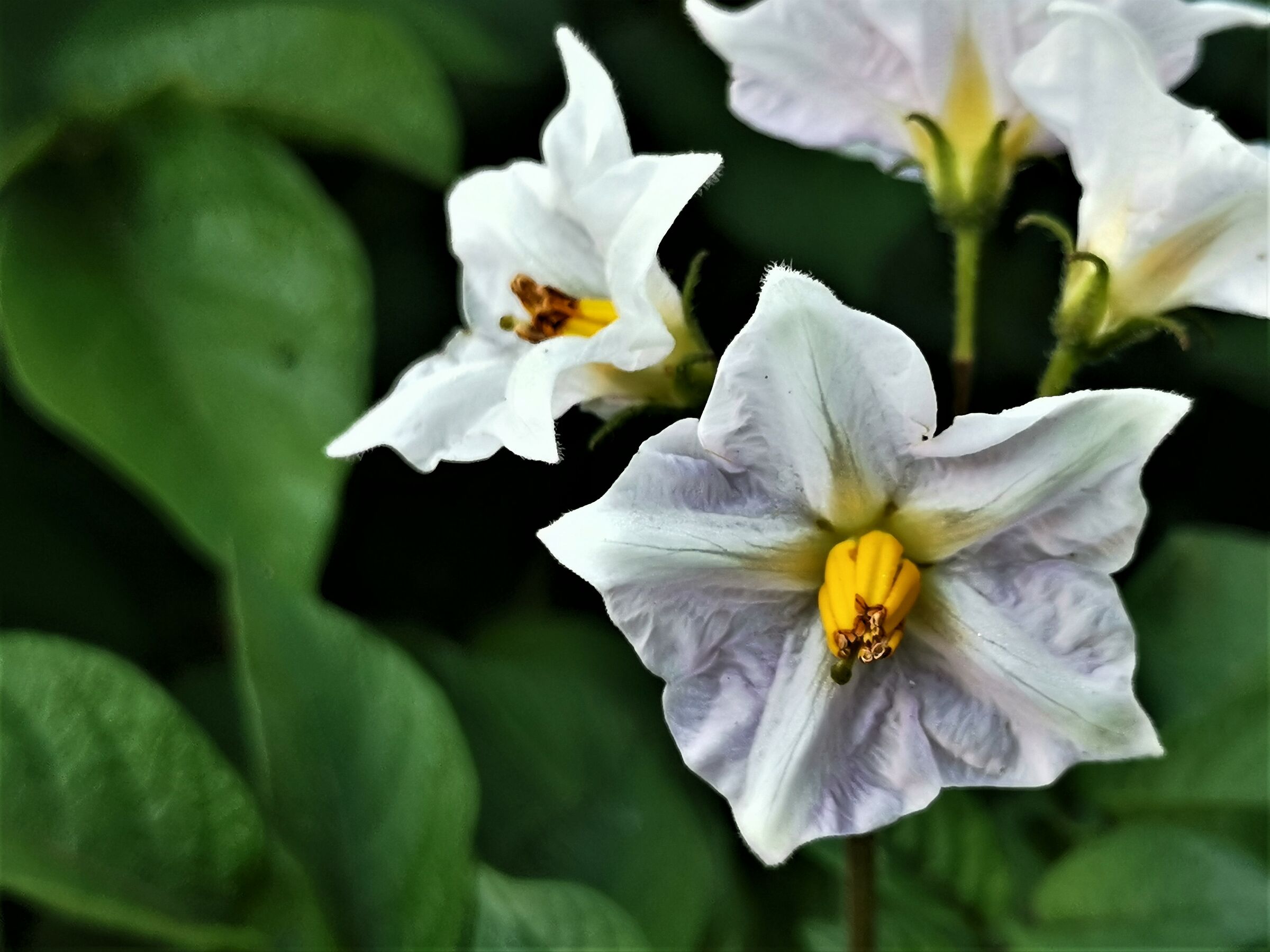 Alto Adige e i suoi fiori - 2 -