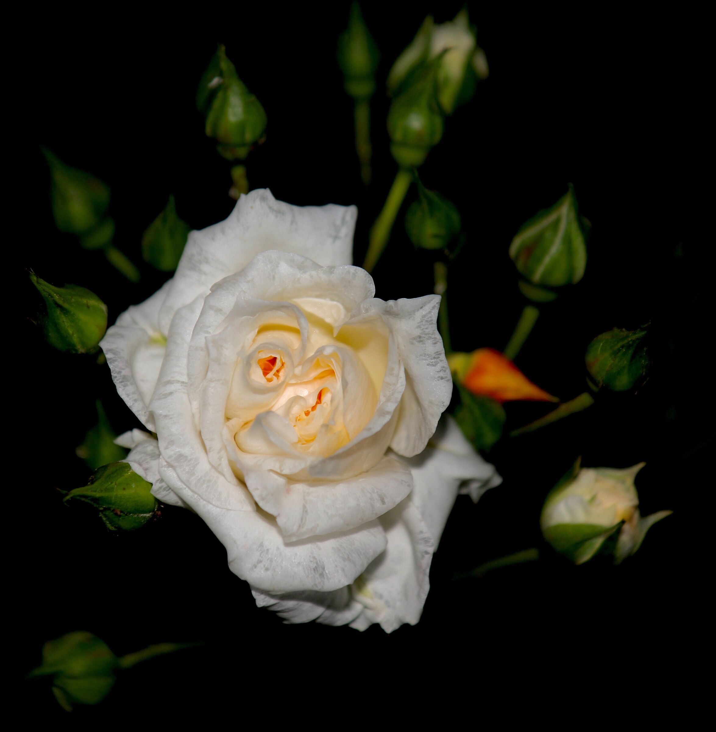 Rosellina of my garden. But is it still spring?