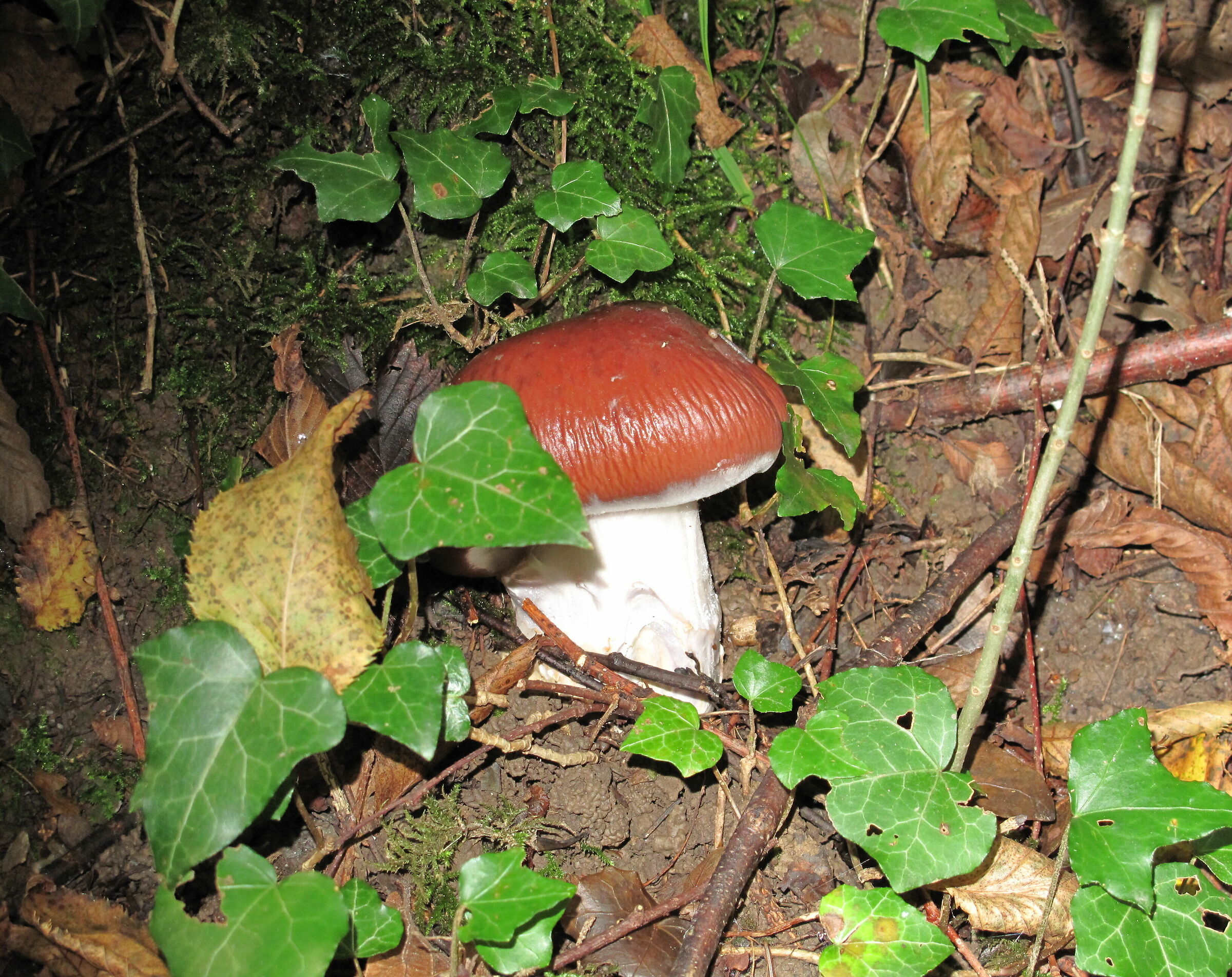 amanita rubescens