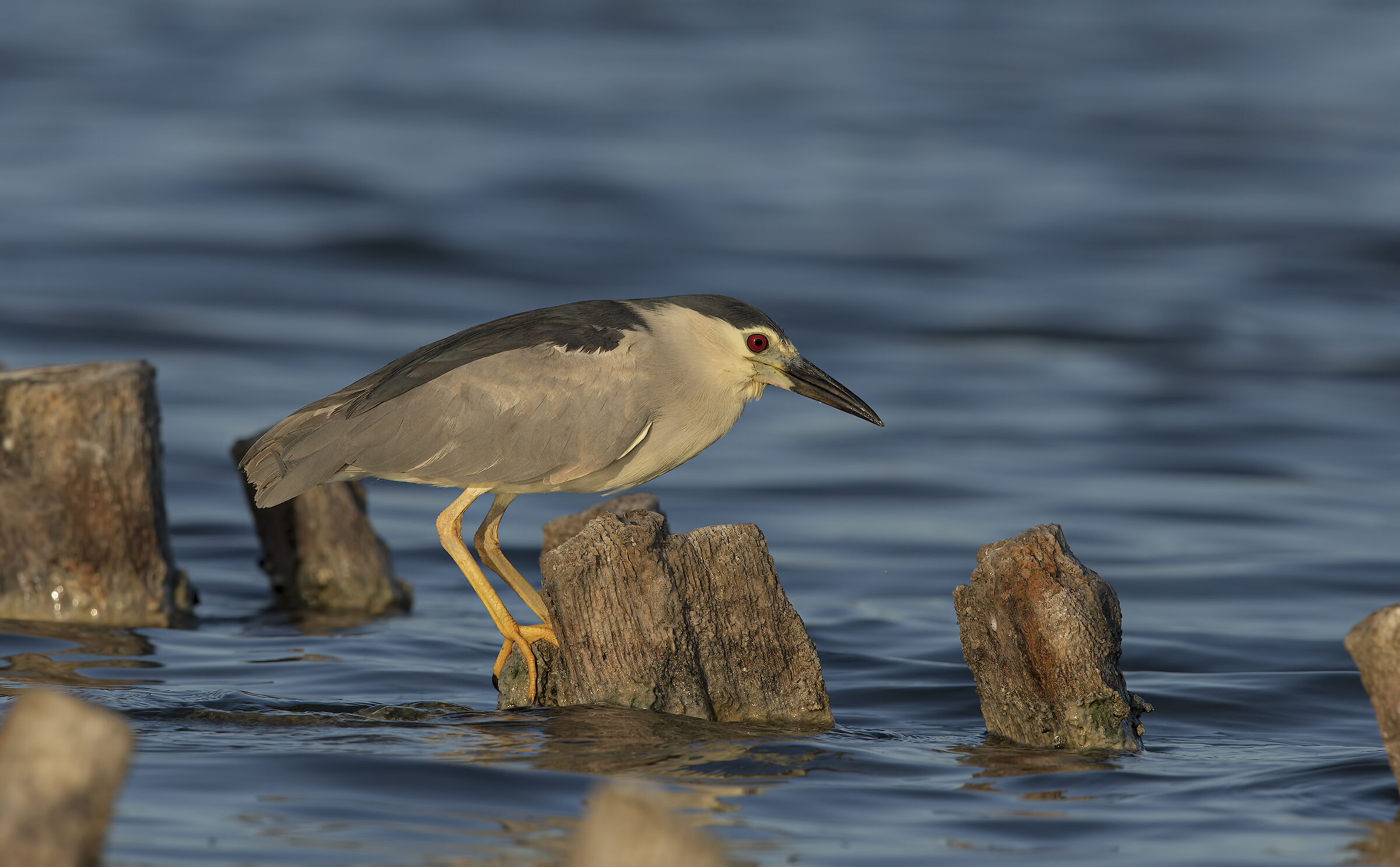 nitticora (nycticorax nycticorax)