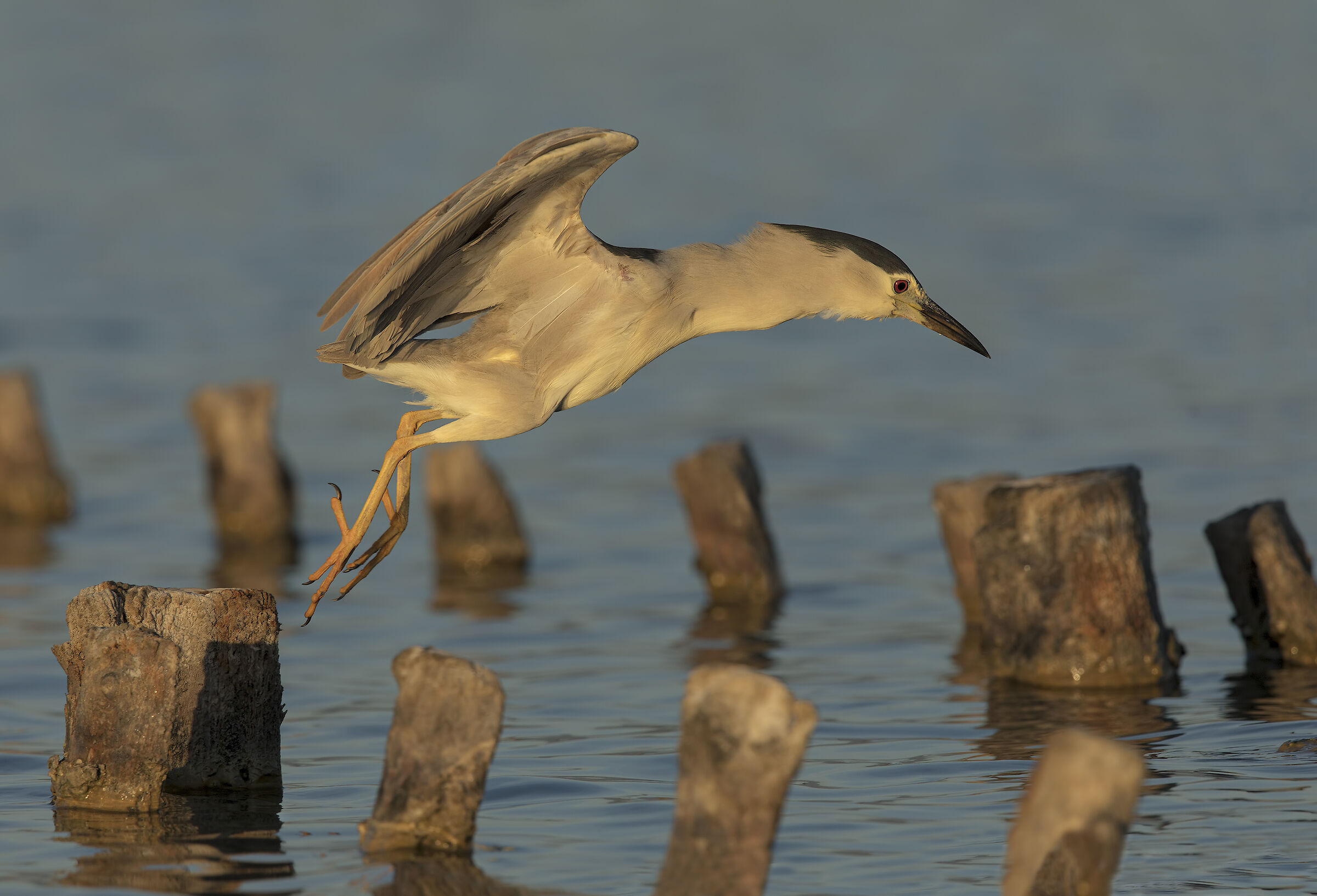 nitticora (nycticorax nycticorax)