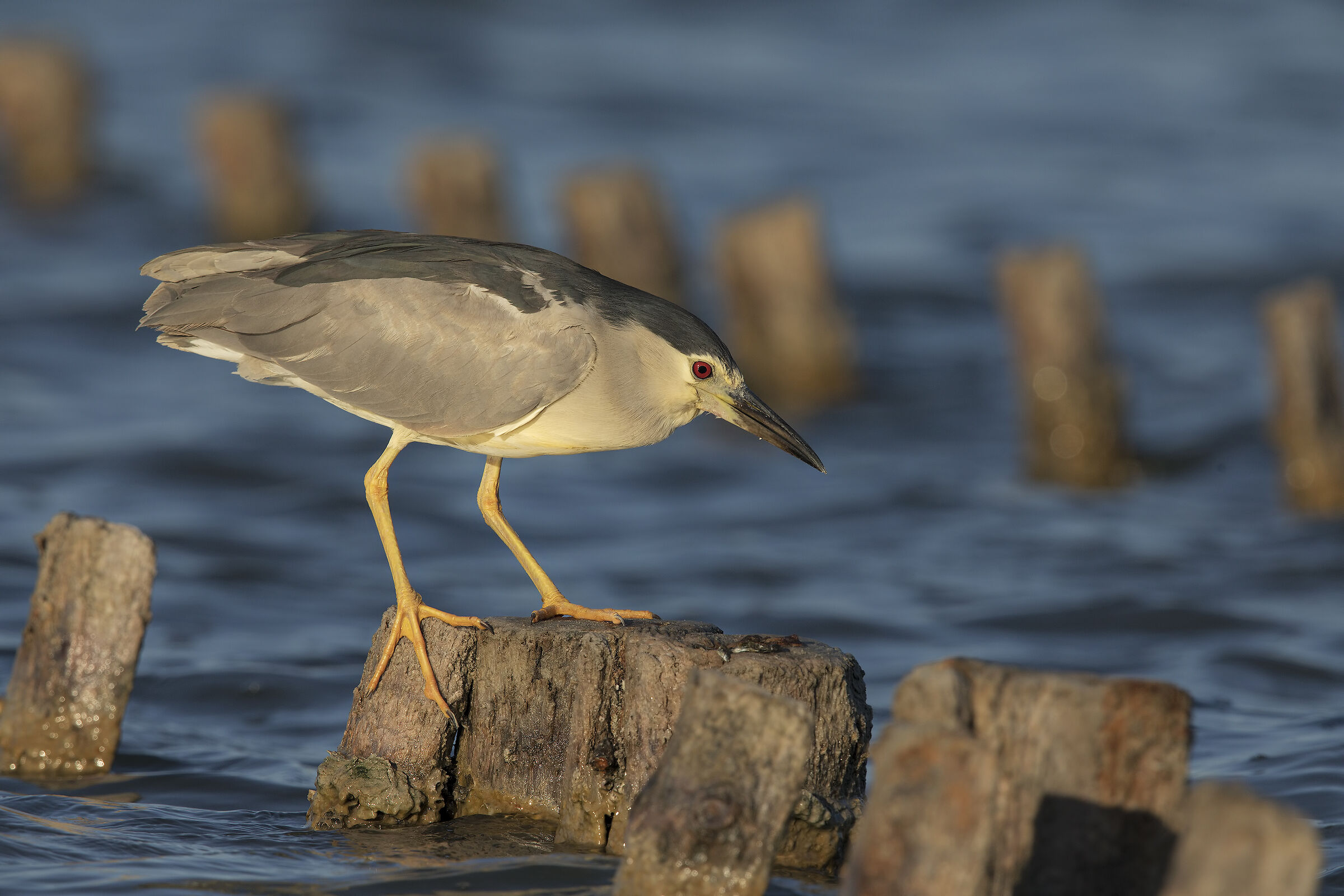 nitticora (nycticorax nycticorax)
