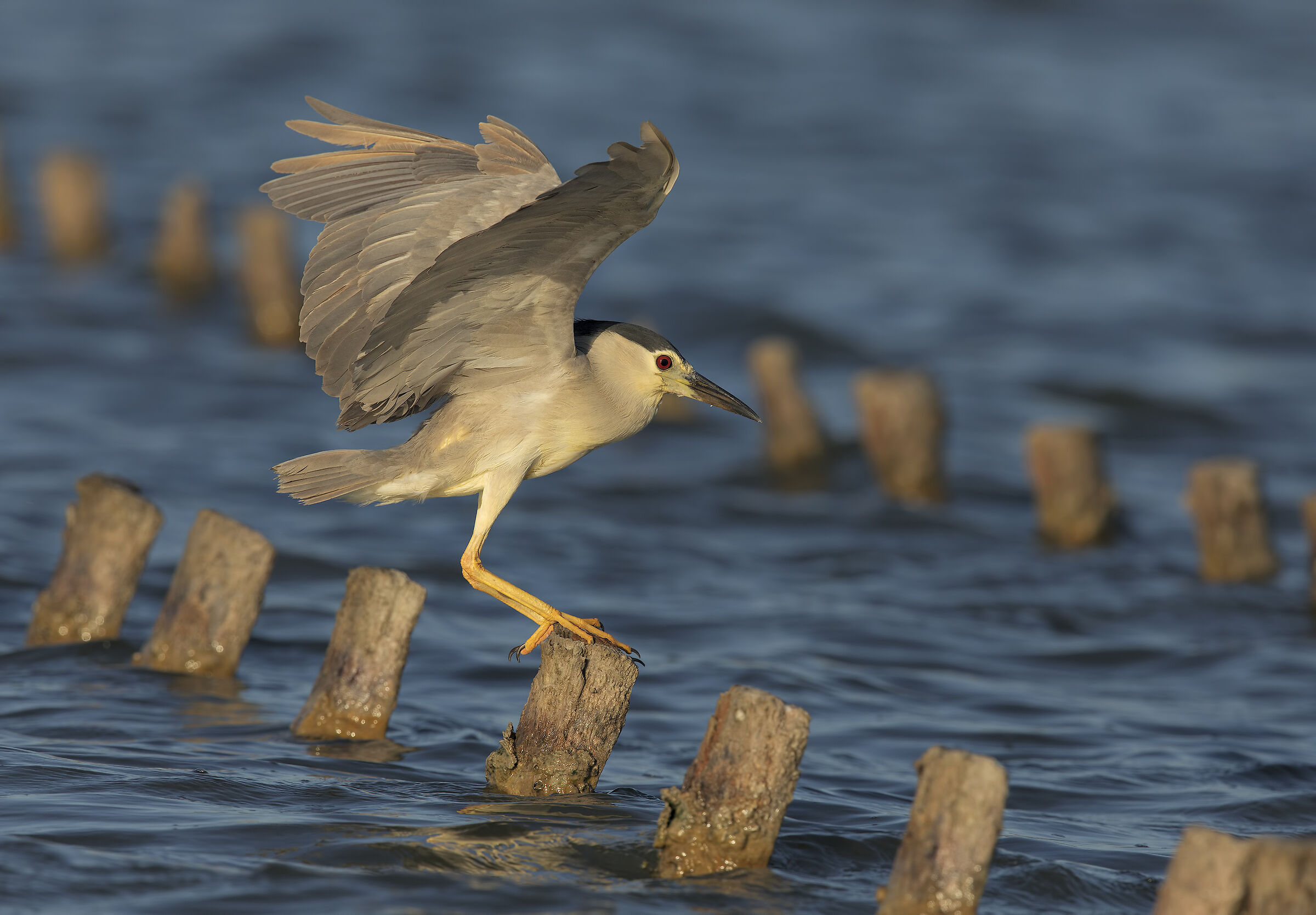nitticora (nycticorax nycticorax)