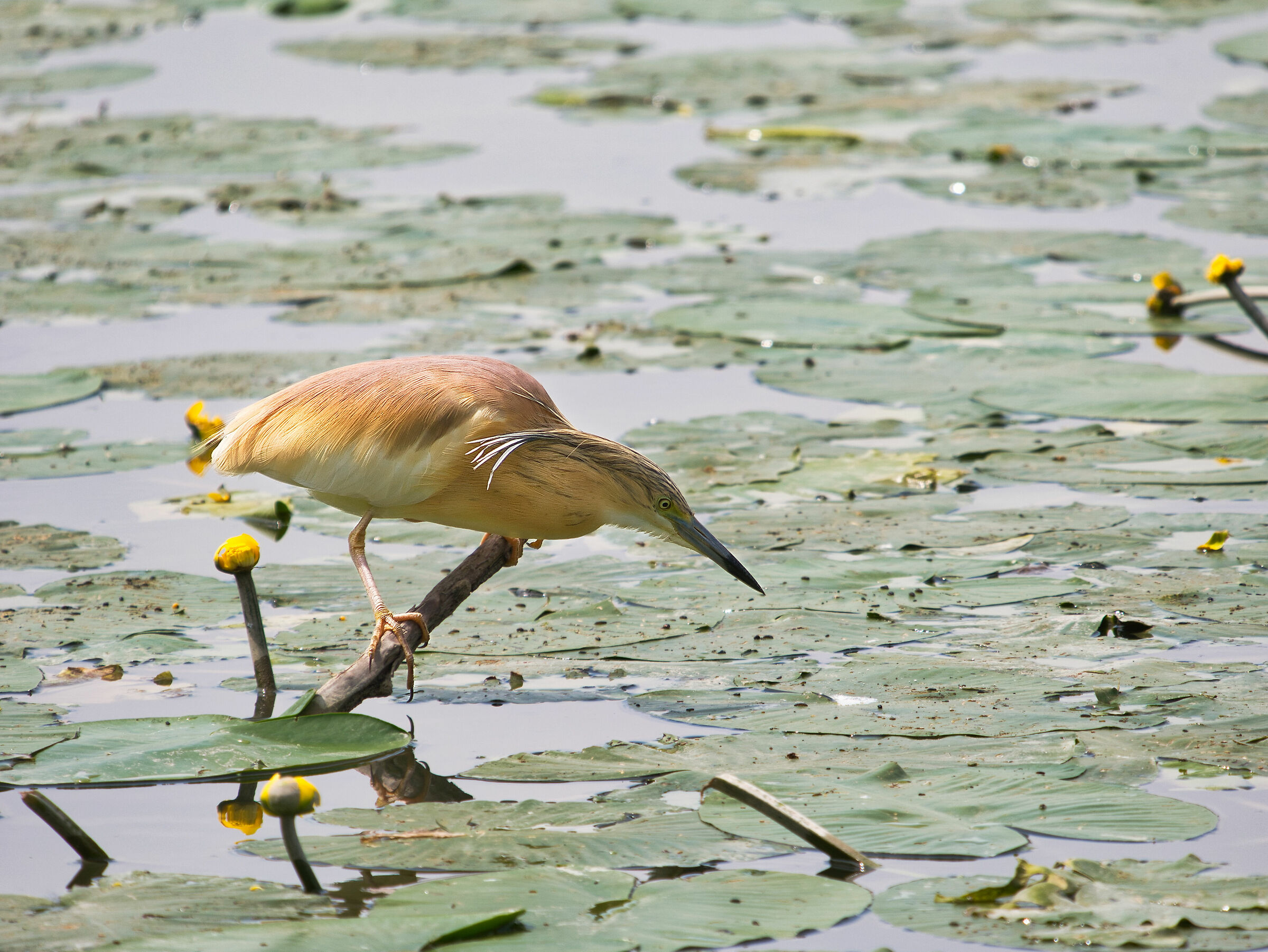 Scuffle shoves in the hunt