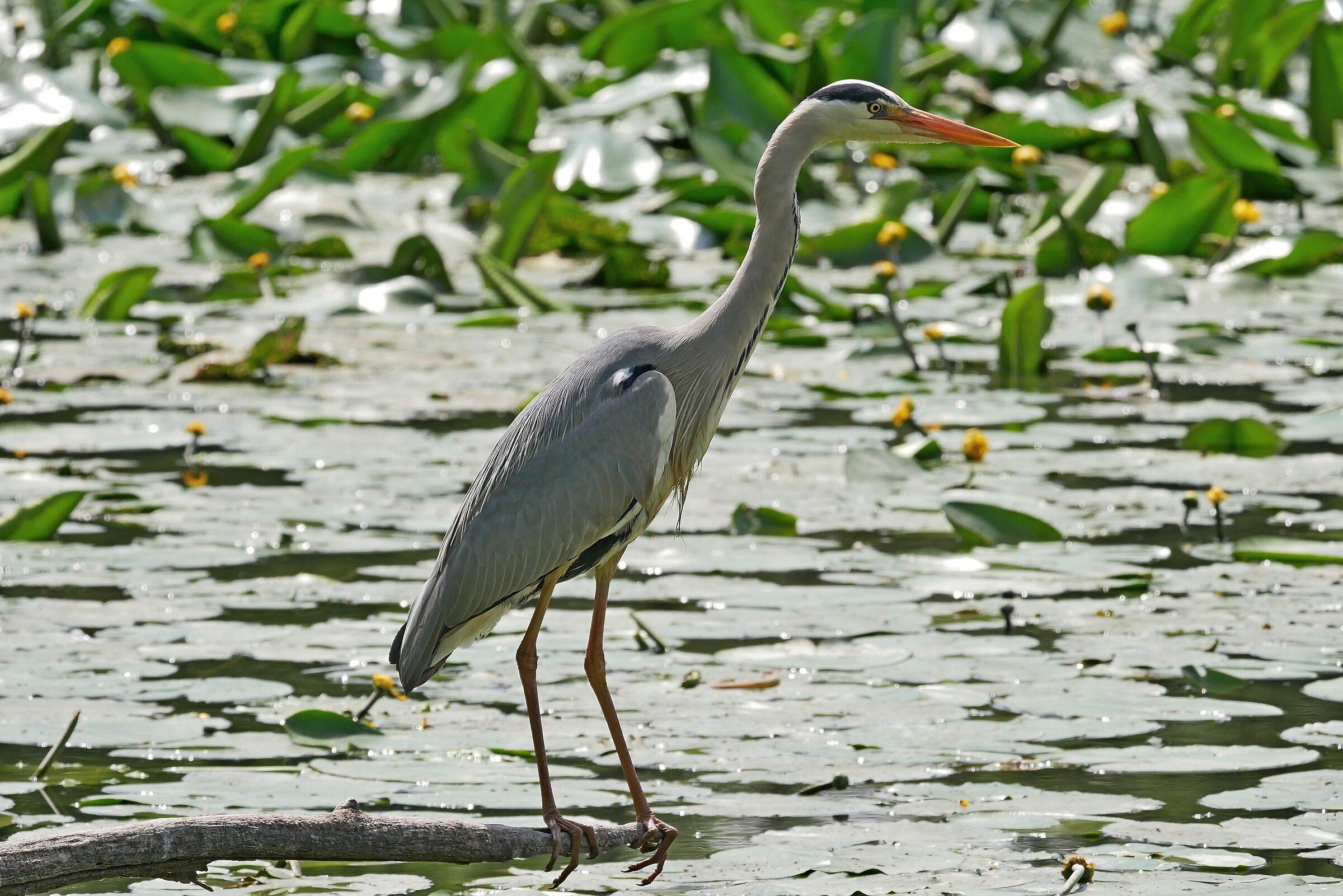 Airone cenerino allertato