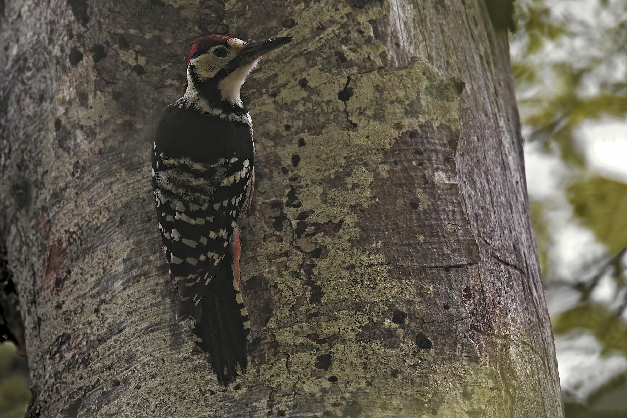 Whiteback woodpecker