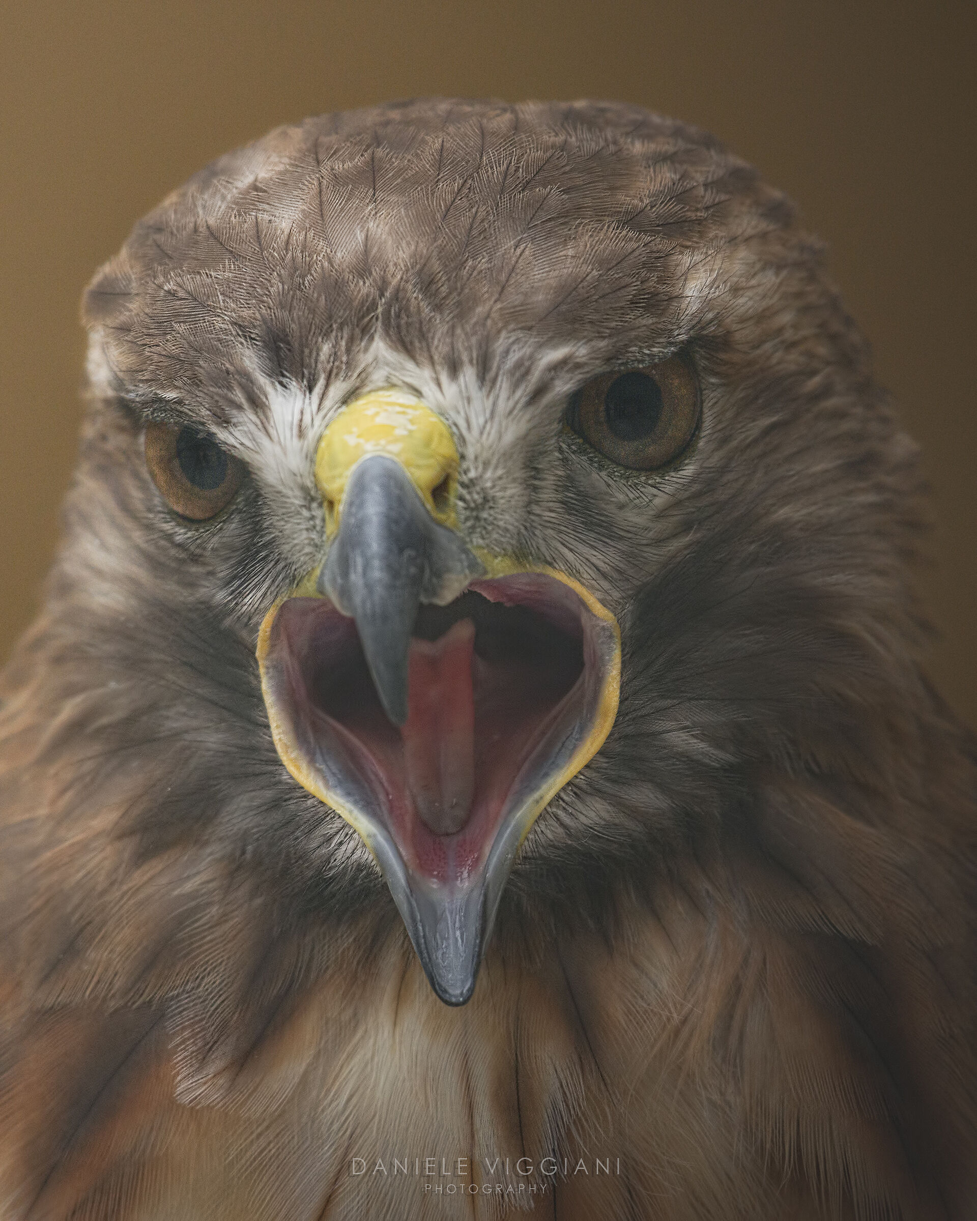 "The sound of freedom"_ poiana