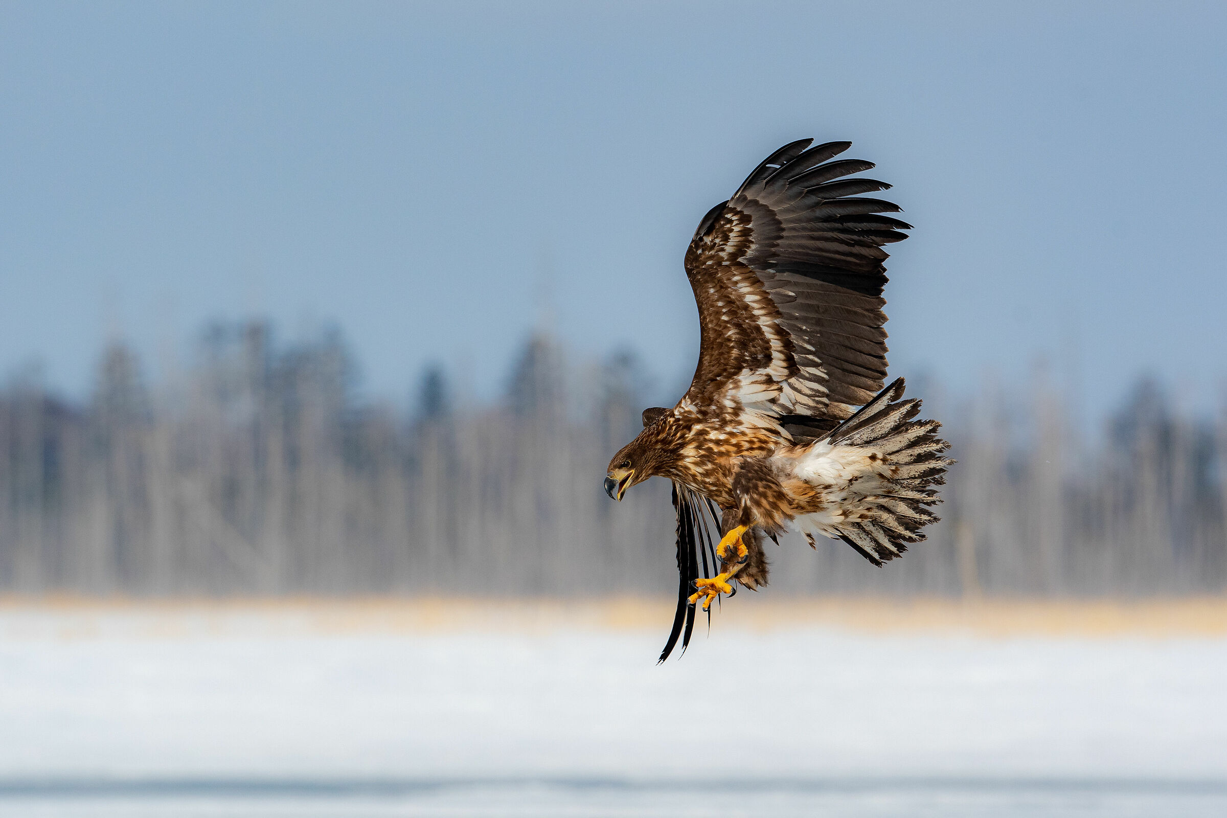 White-tailed sea eagle