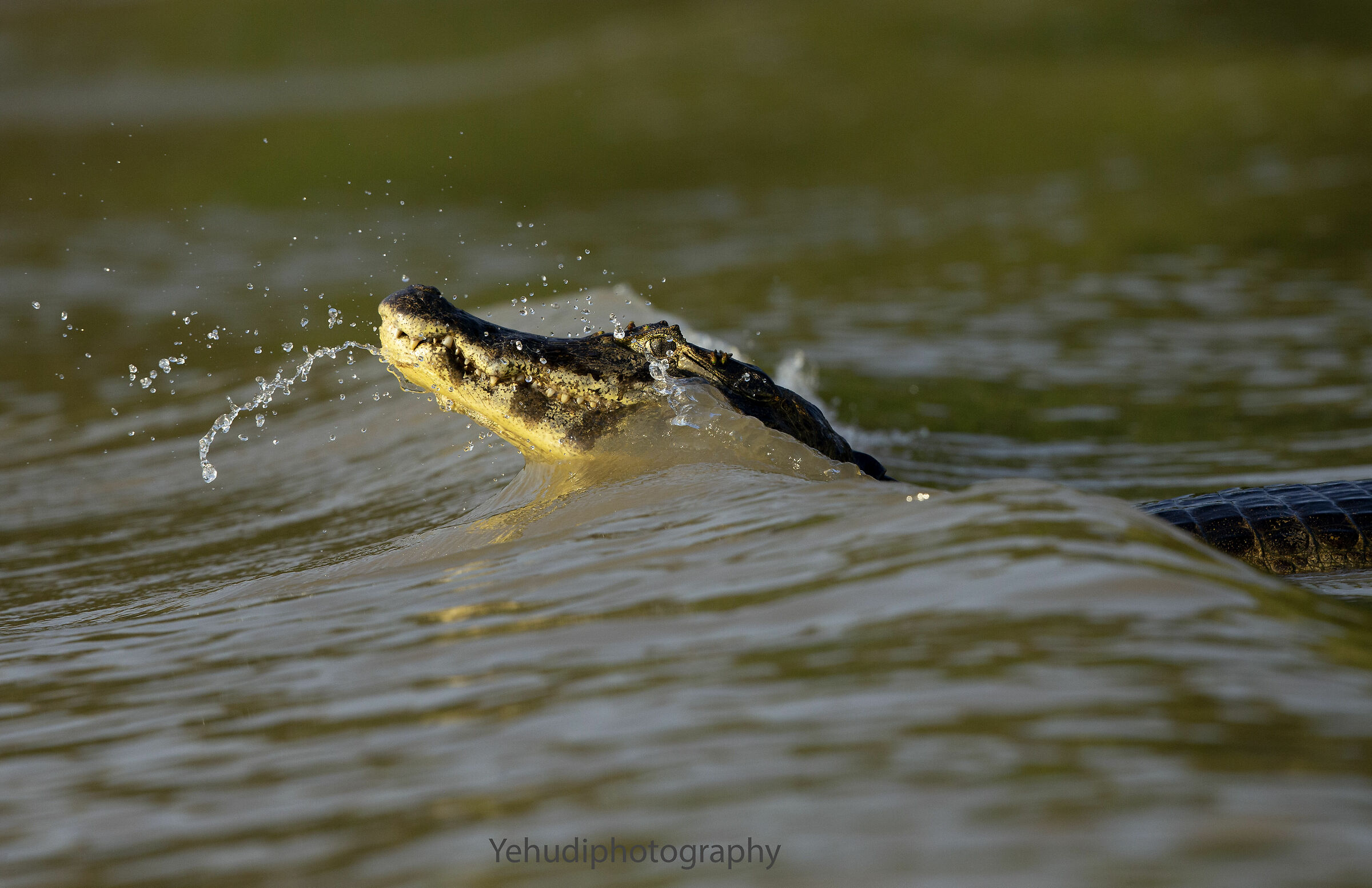 Pantanal Caiman