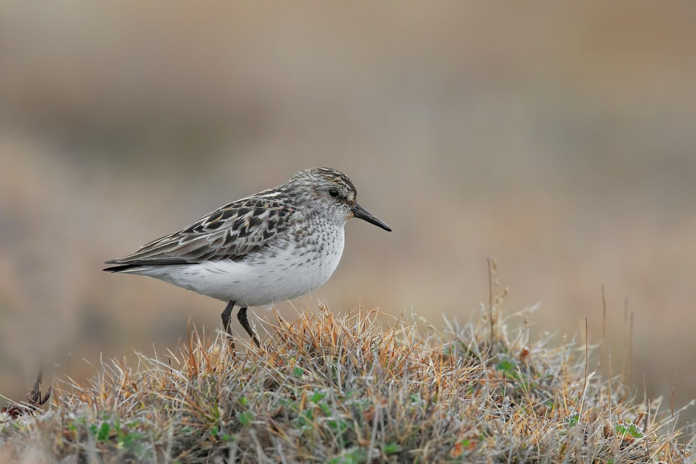 Gambecchio semipalmato