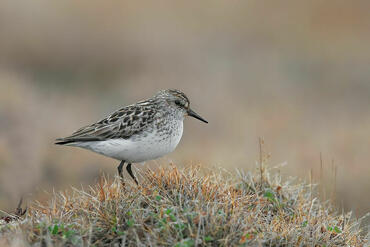 Calidris pusilla
