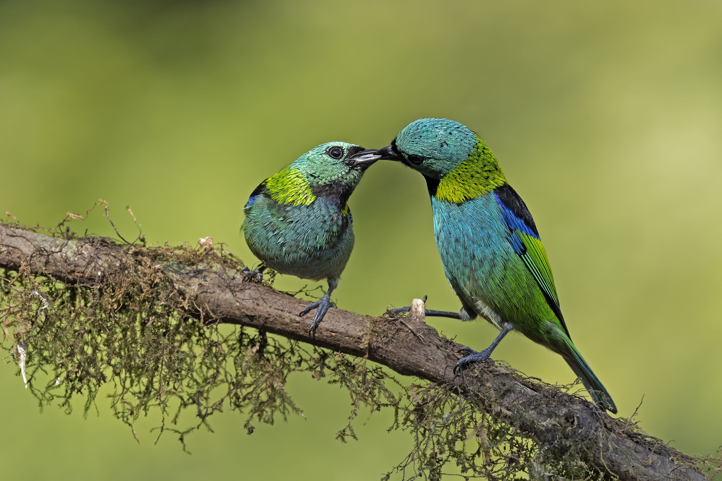 Tangara dalla testaverde