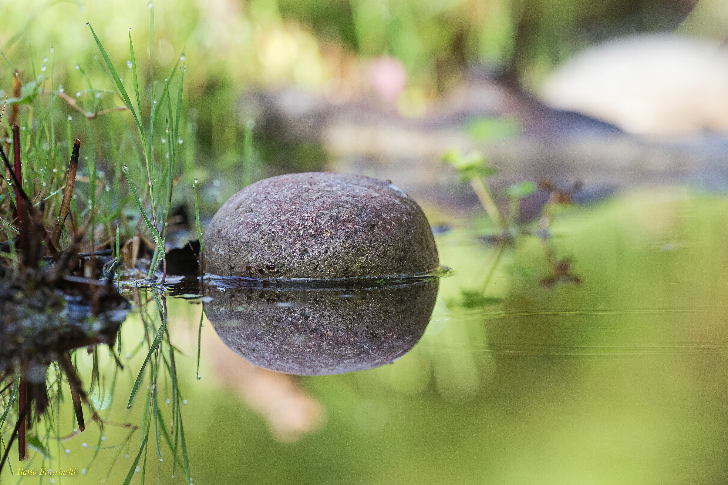 Sasso nello stagno