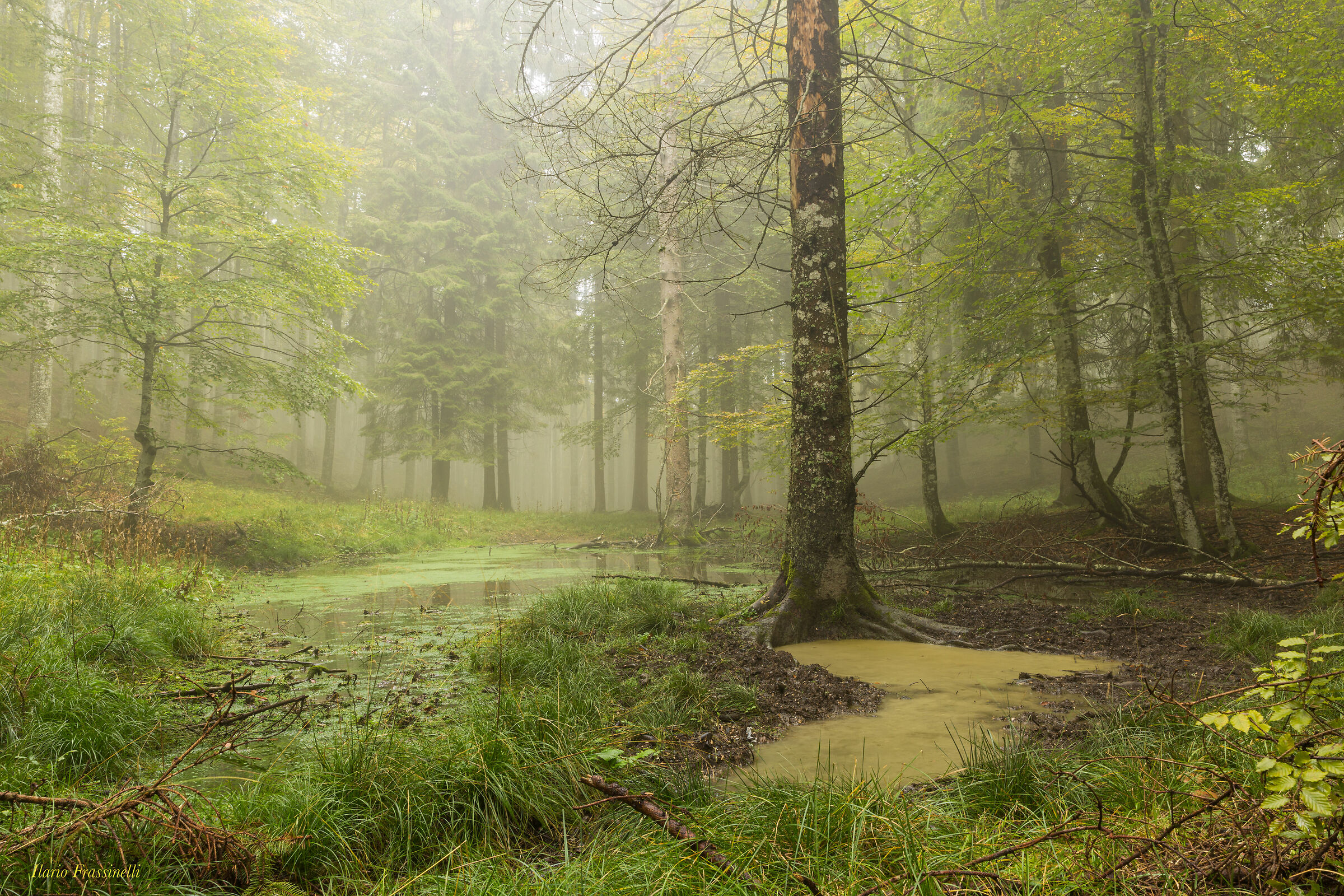 Scorcio del bosco del Cansiglio