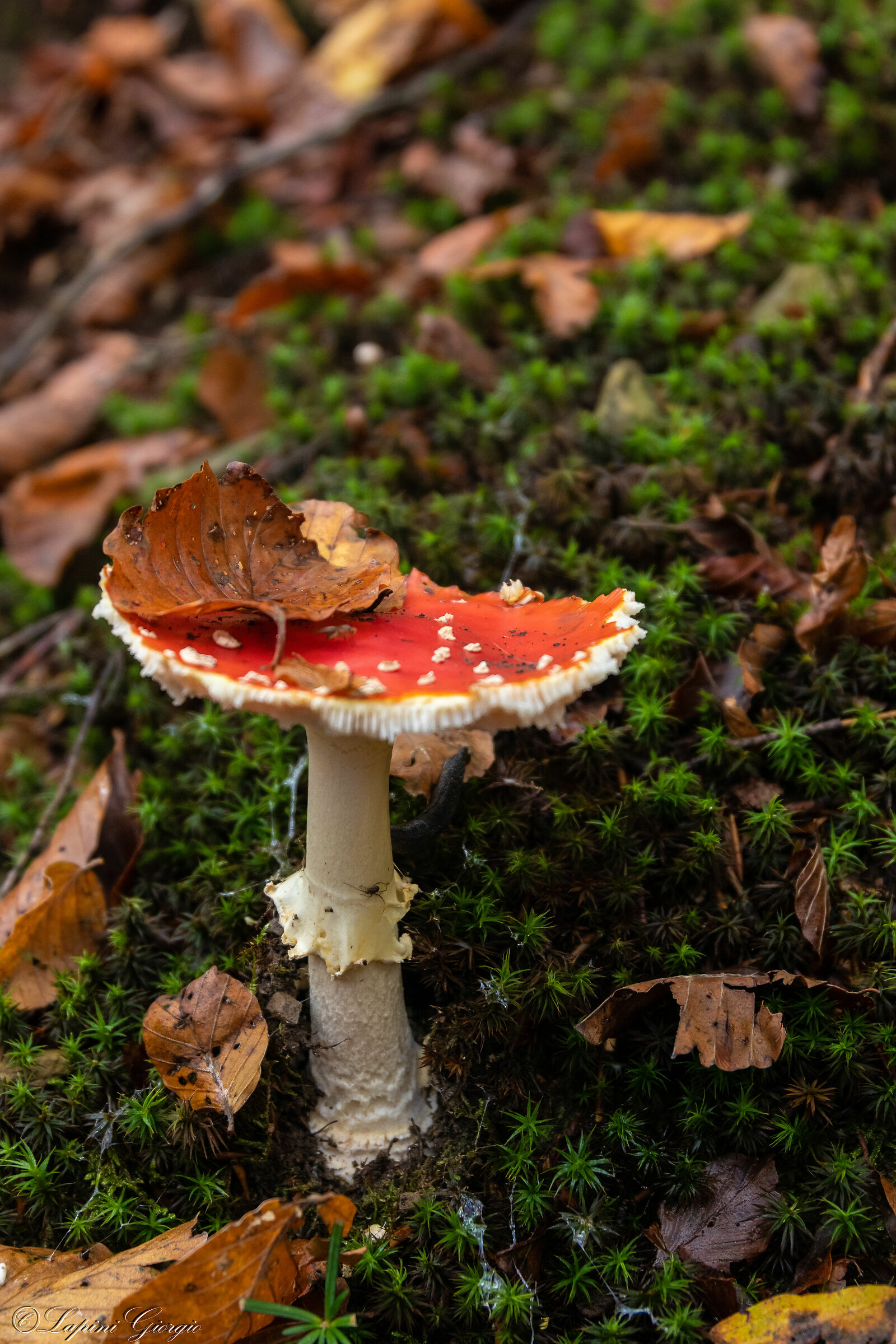 Amanita 2