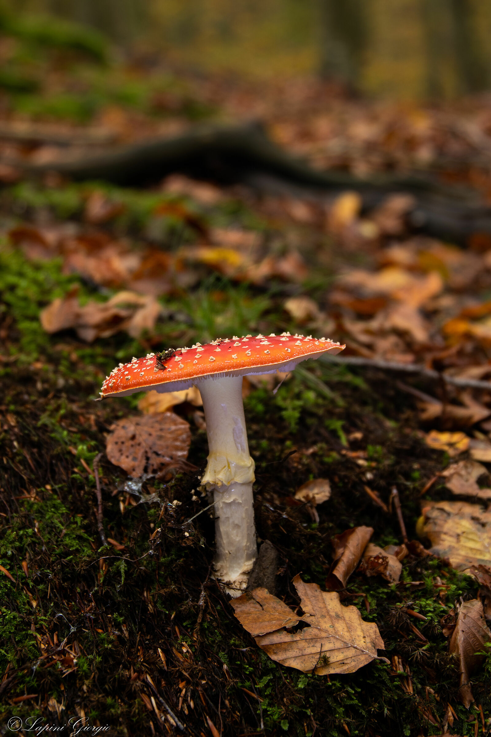 Amanita 3