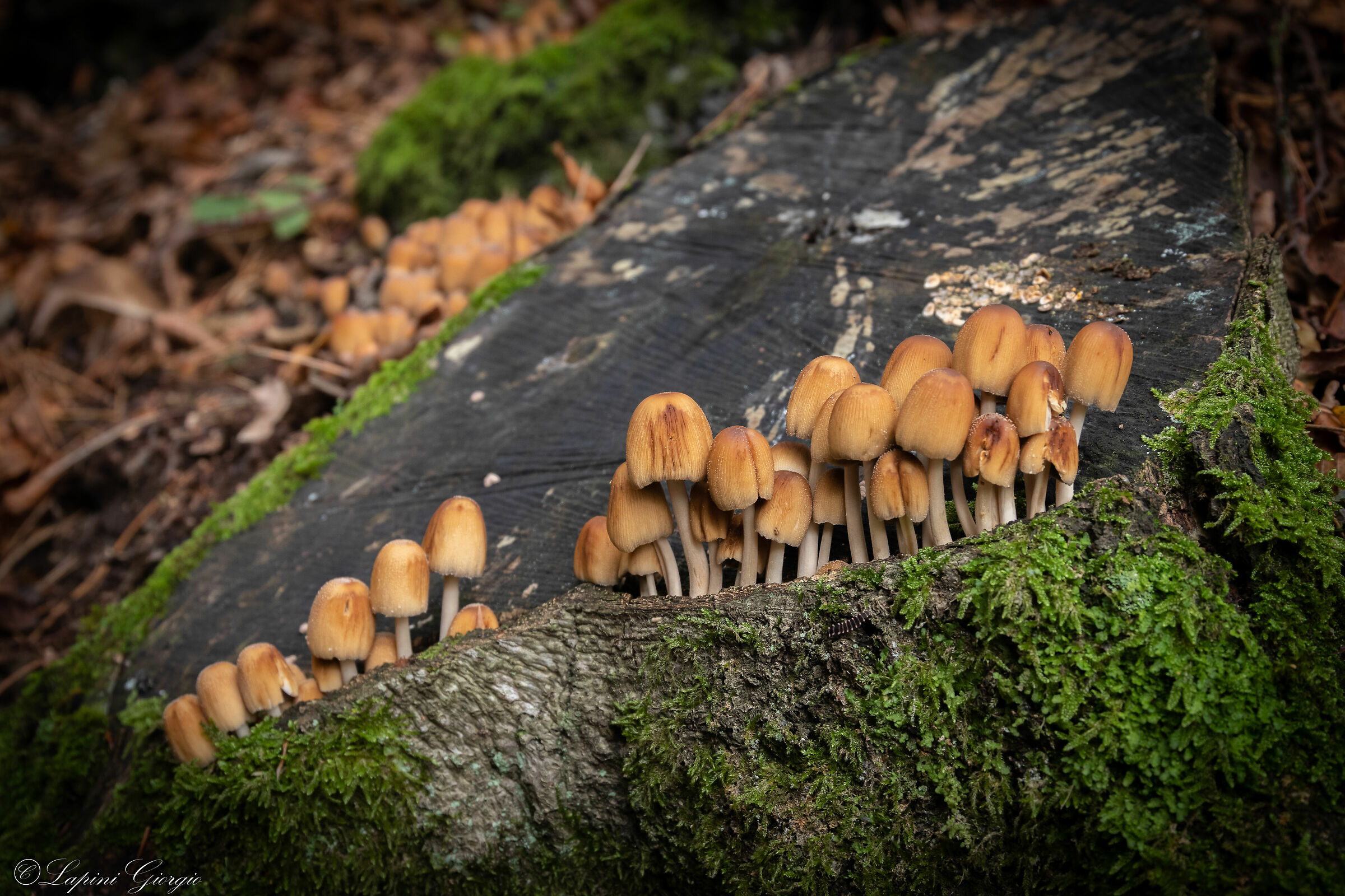 Between the stem and the bark