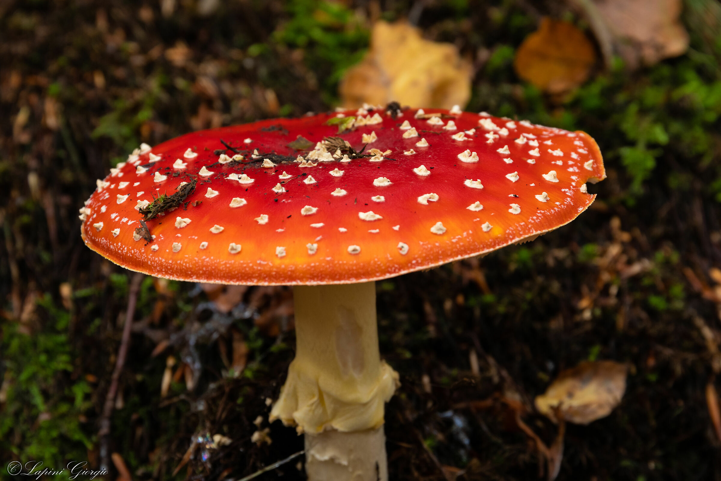 Amanita 4