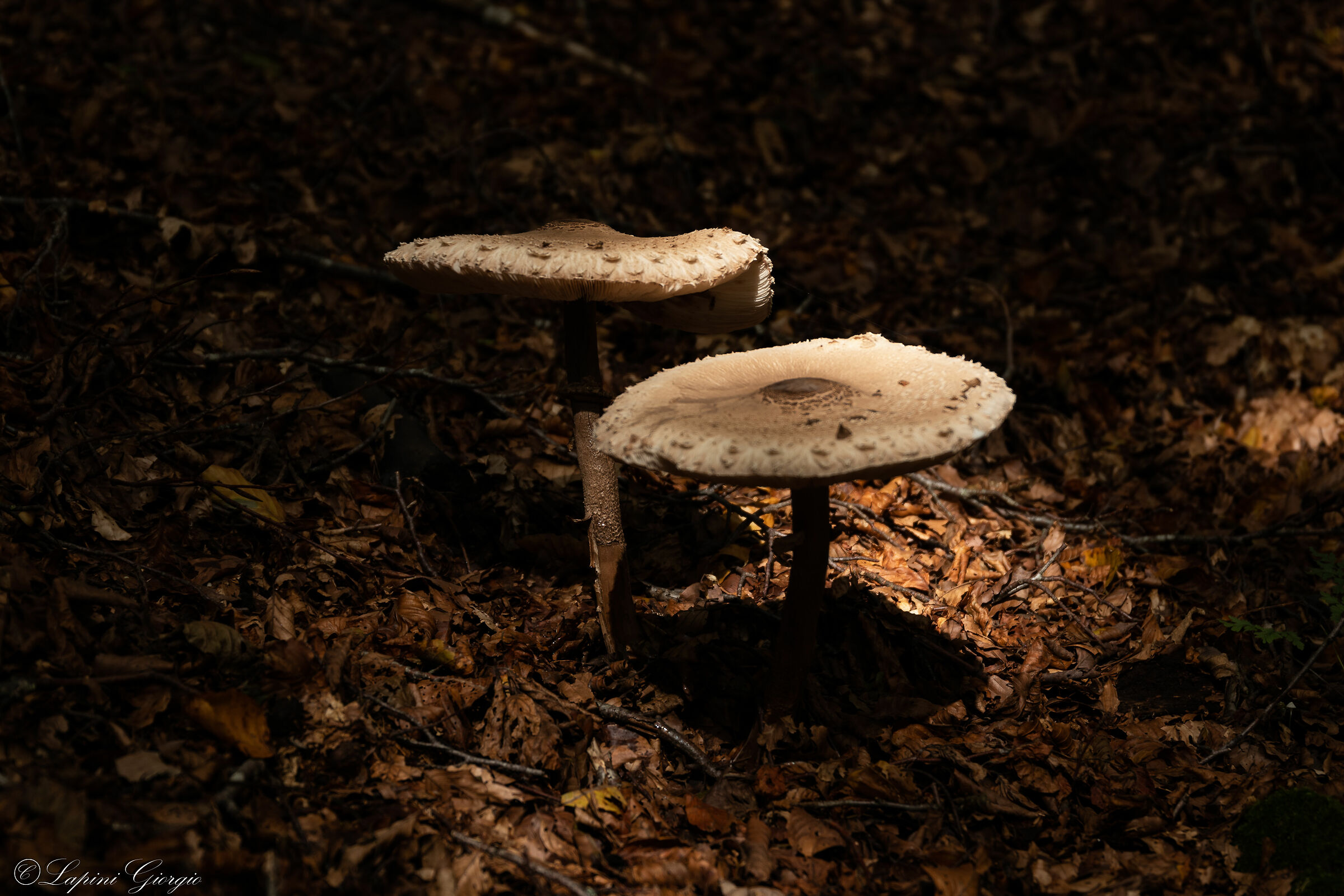 Light at the right point