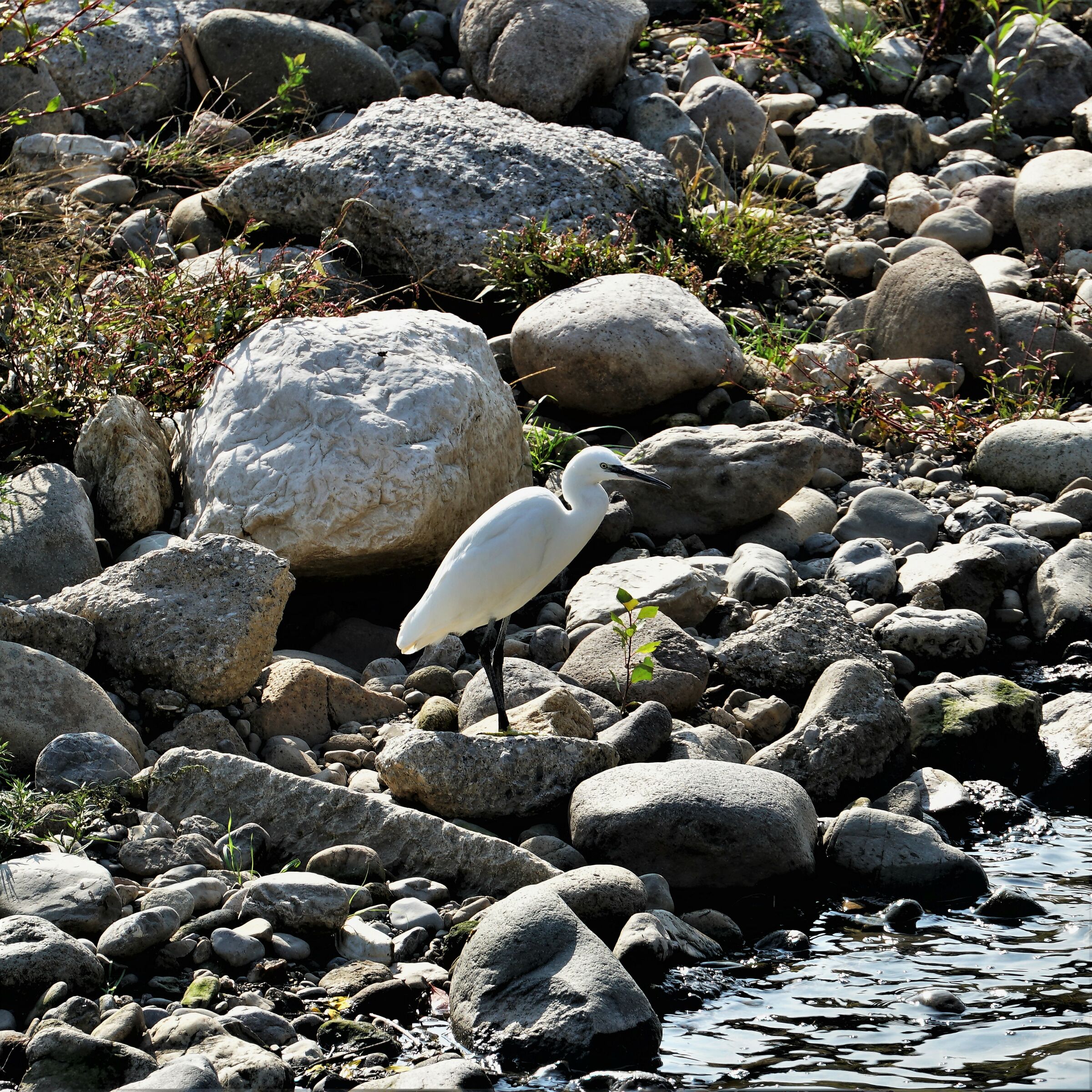 egretta egrets