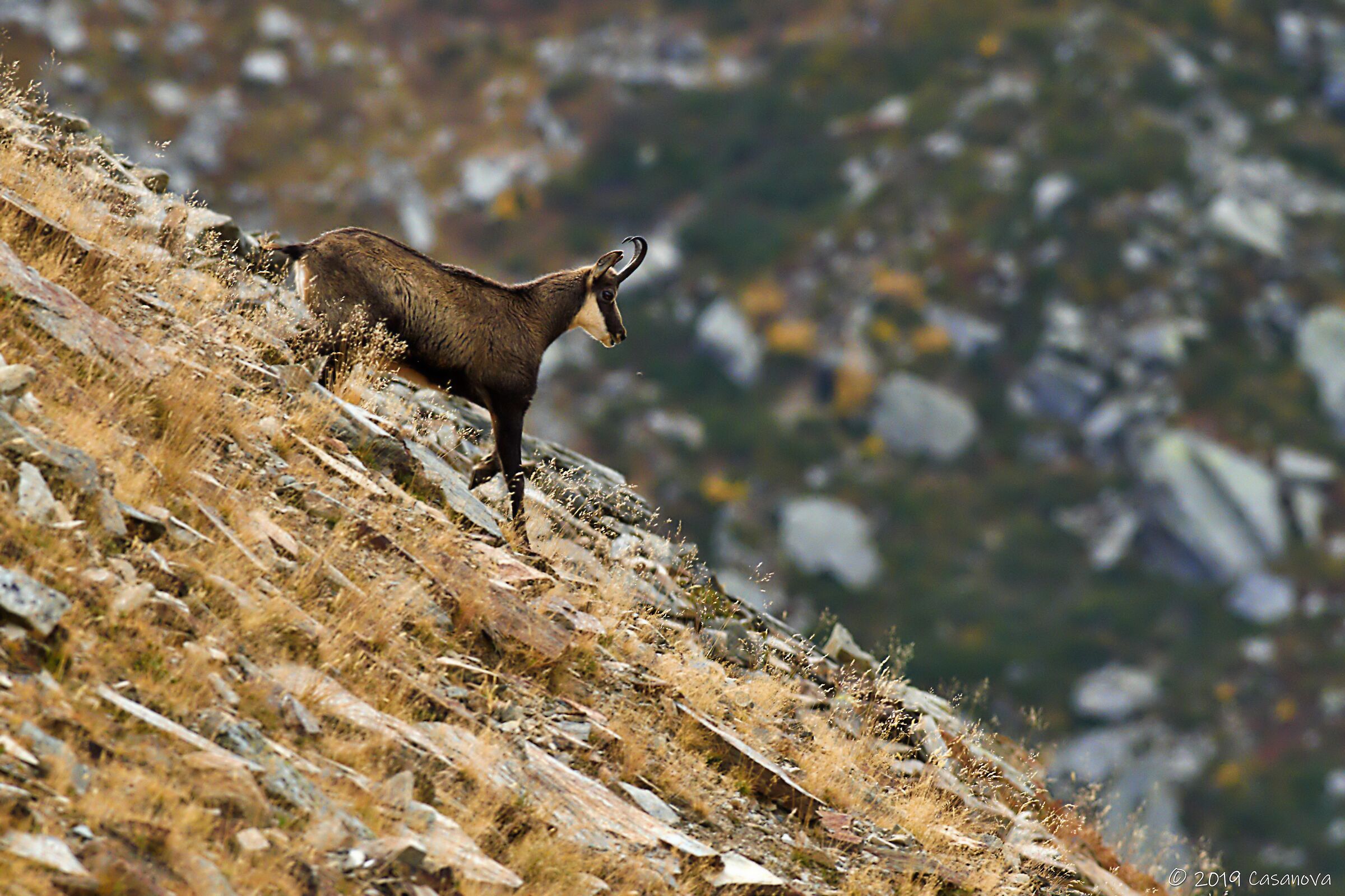 Corri libero Camoscio...