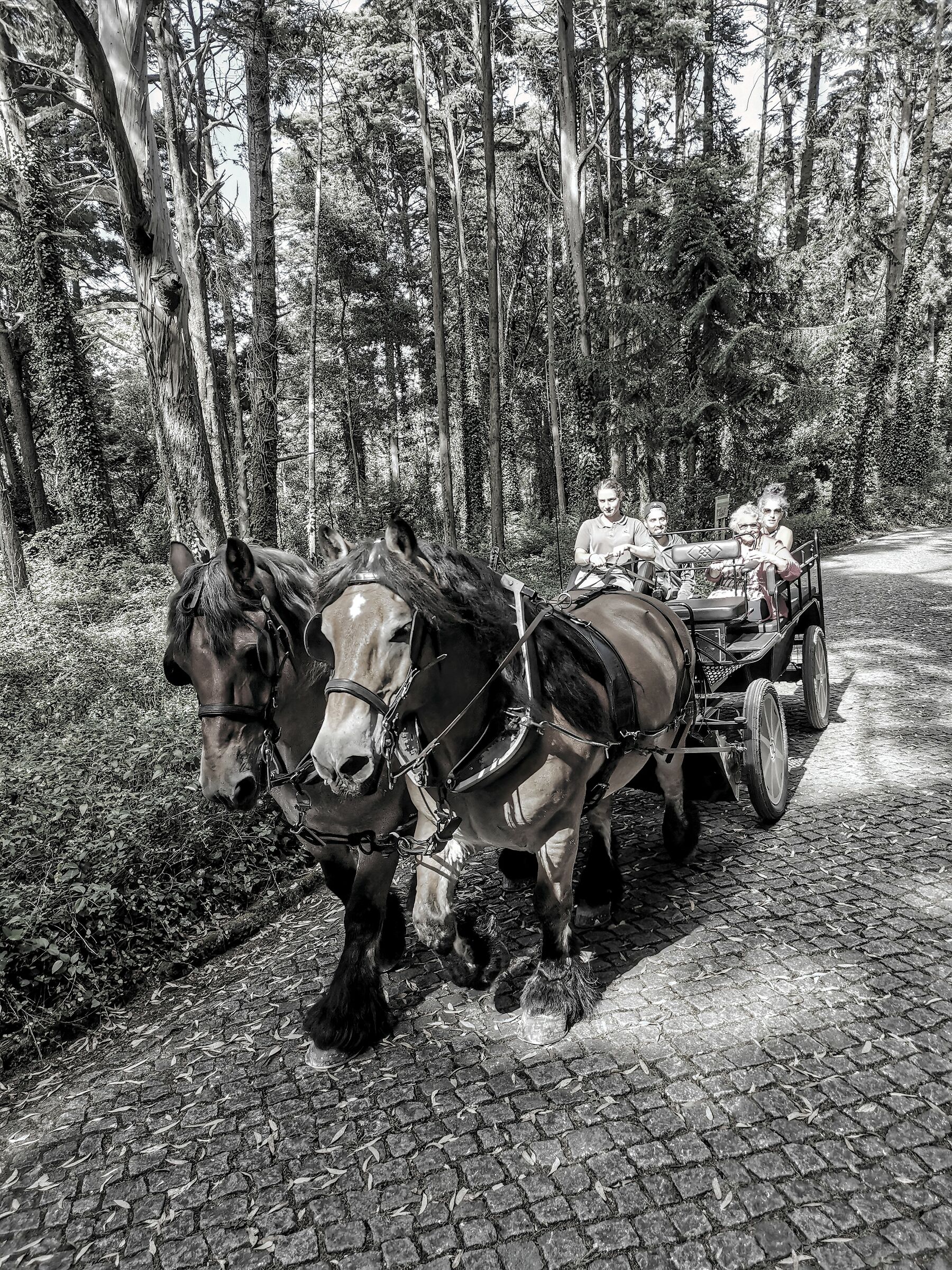 Parque National da Pena