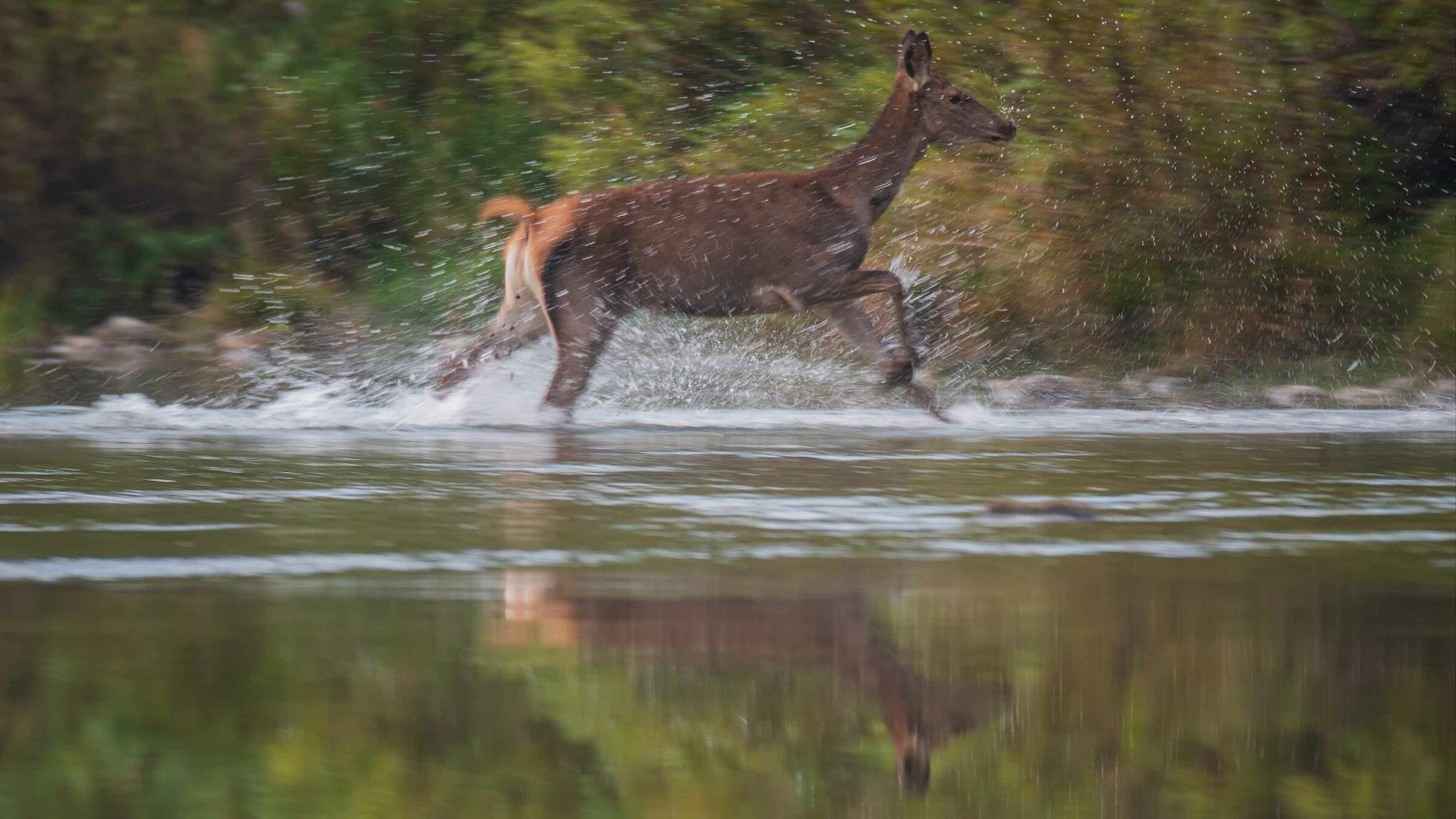 Panning Con riflessi