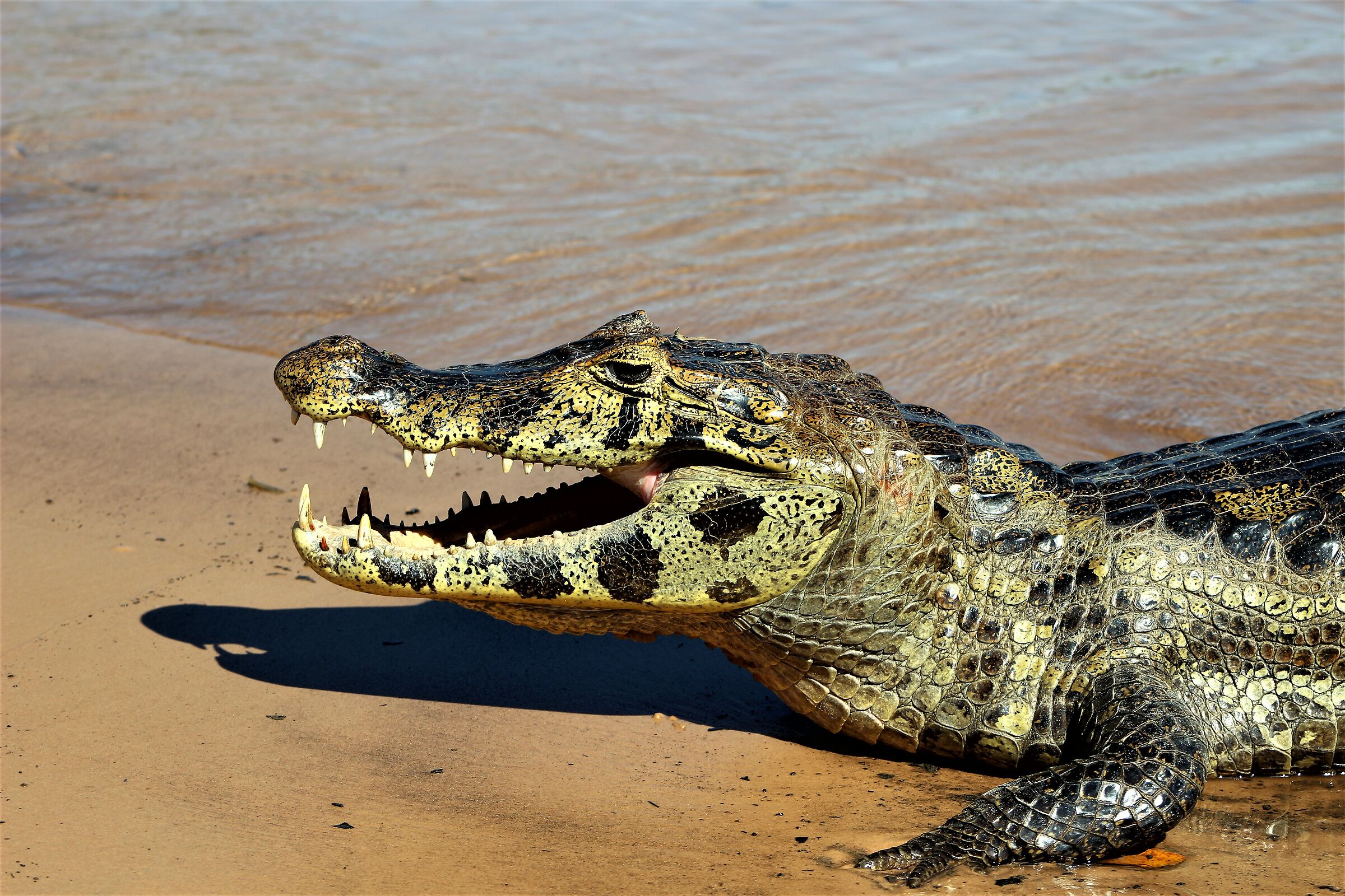 Appuntamento col dentista!