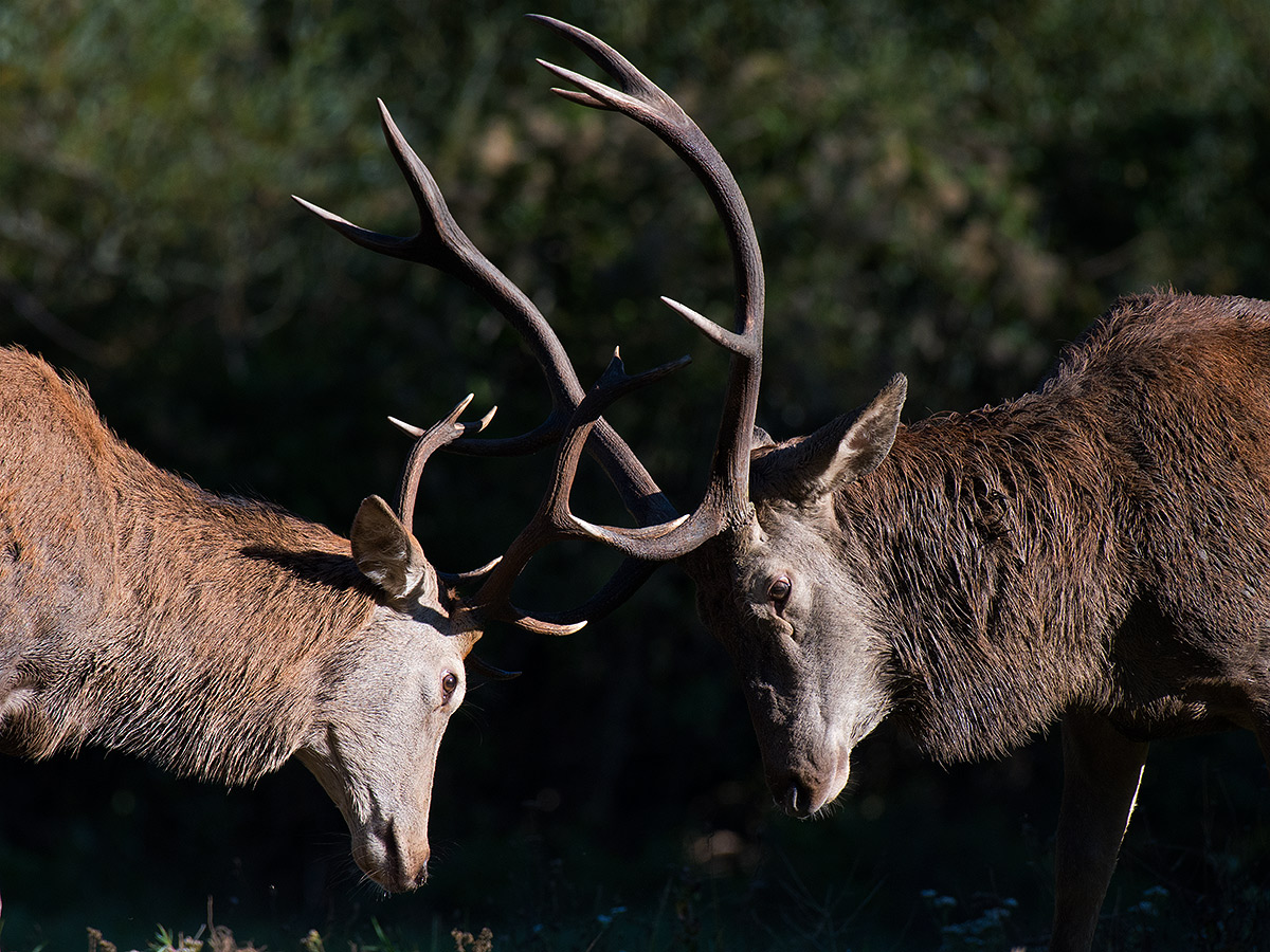 Cervo giovane vs Cervo adulto