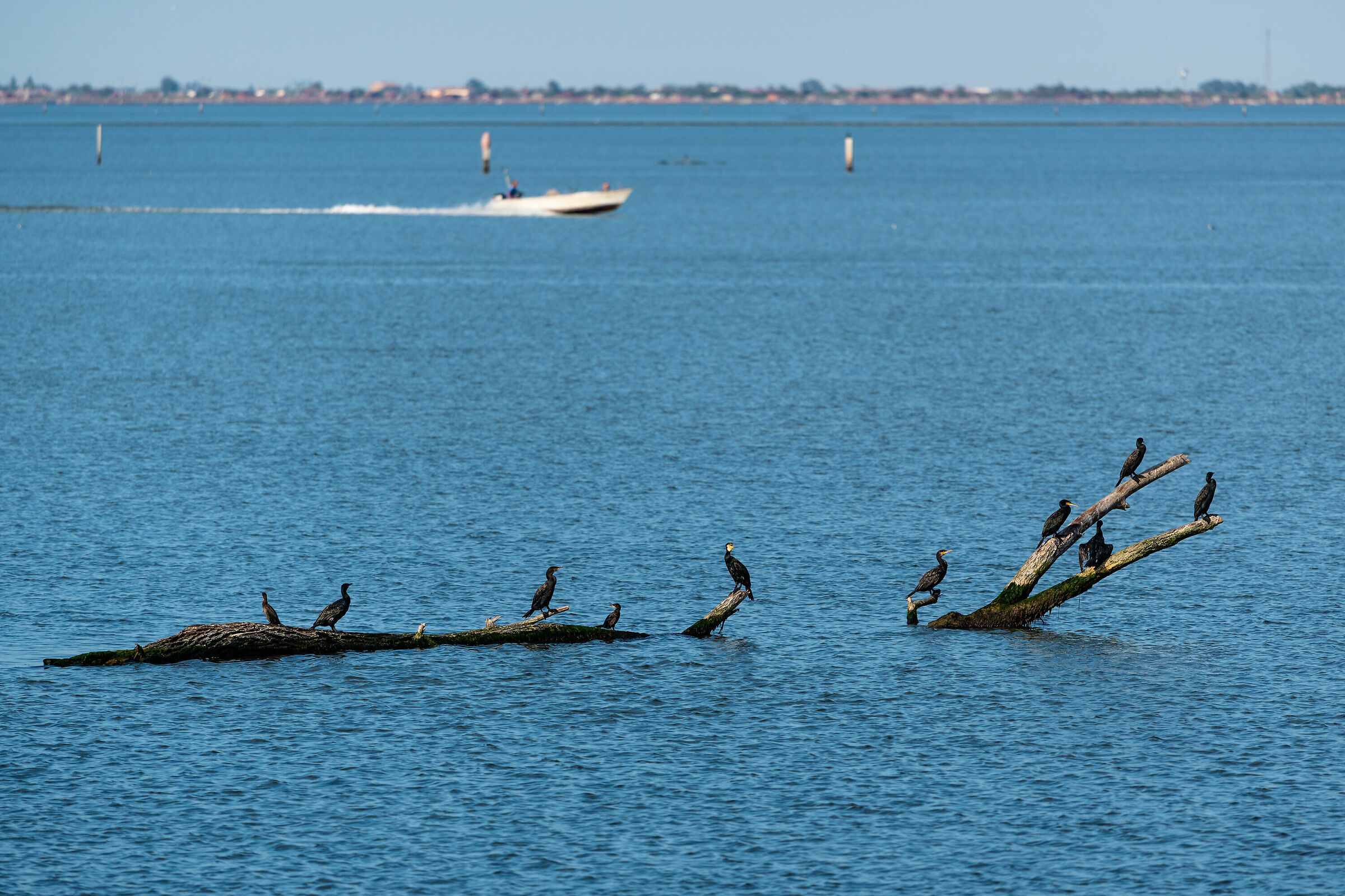 They're back in the Delta to winter