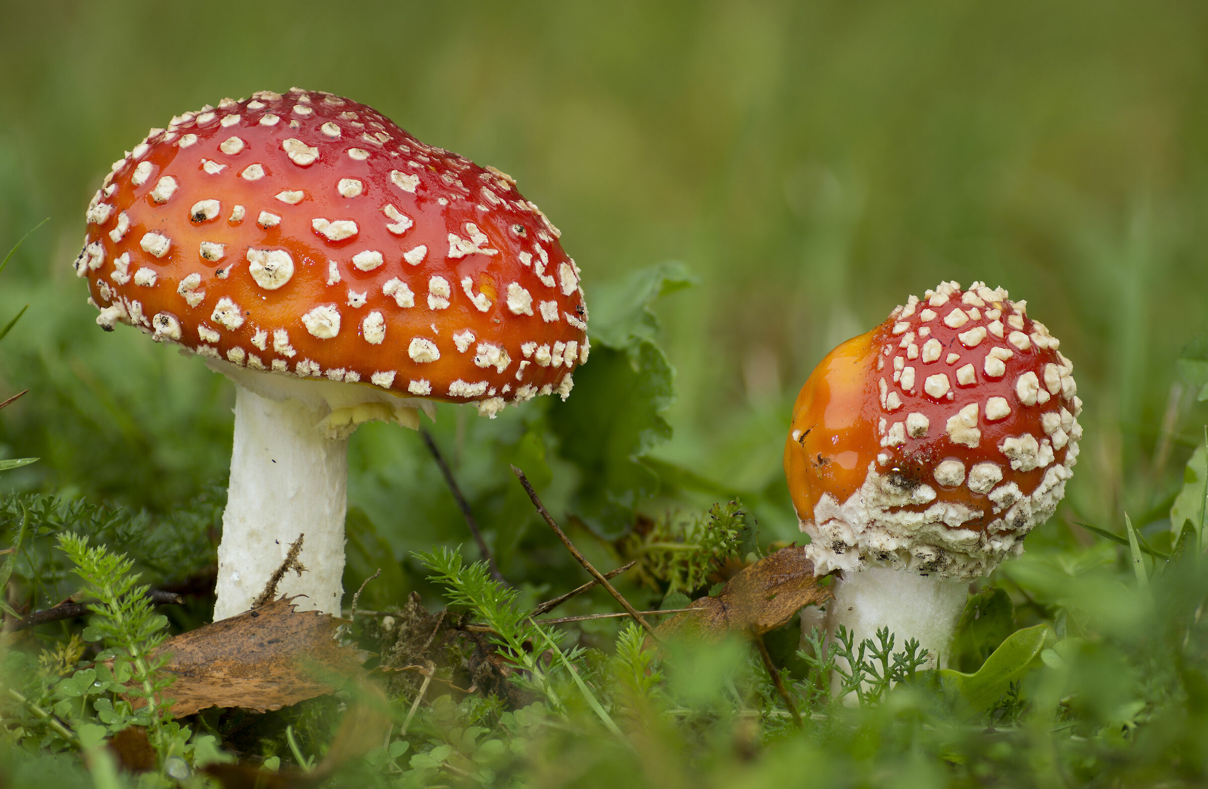 Amanita muscaria