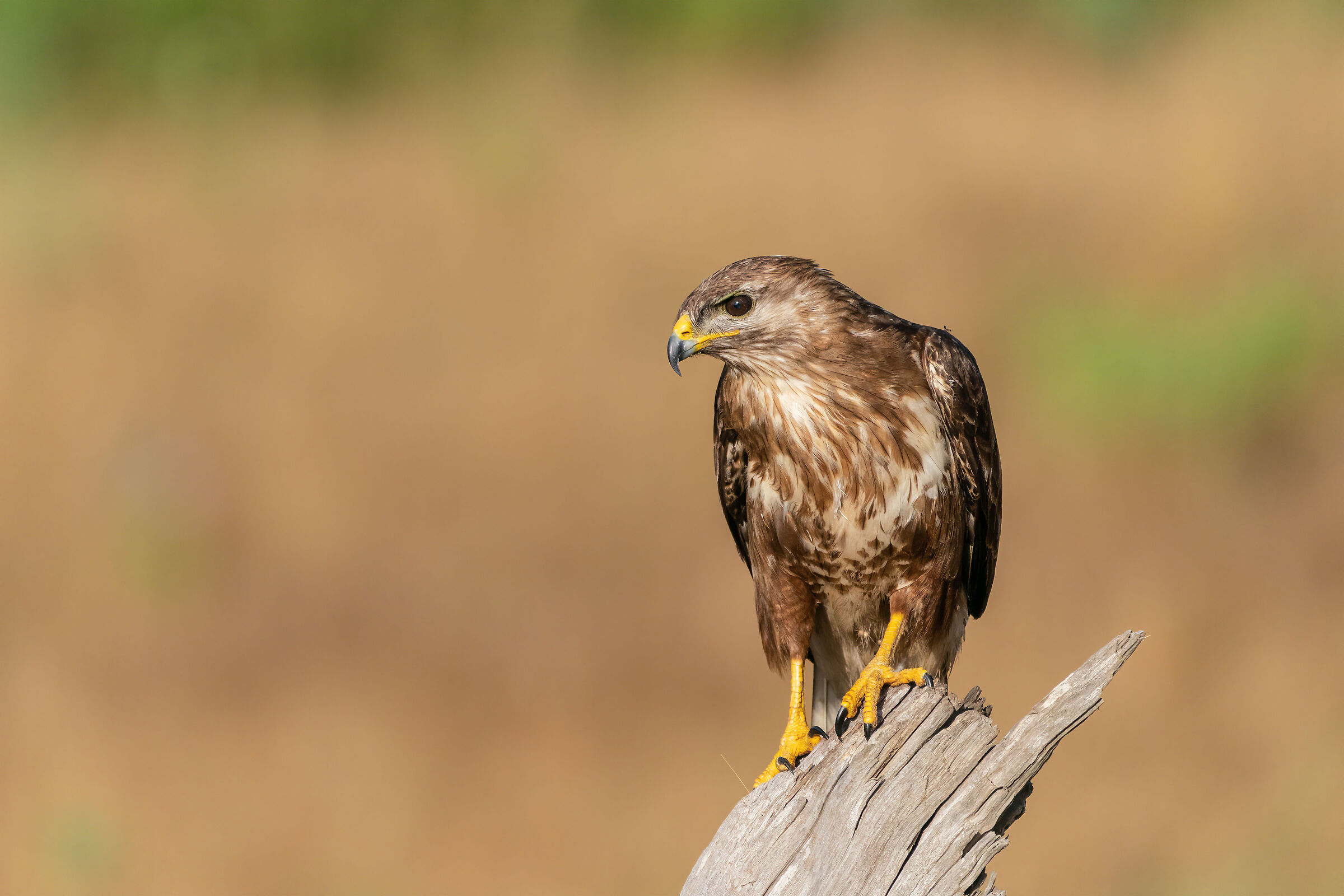 Buteo buteo