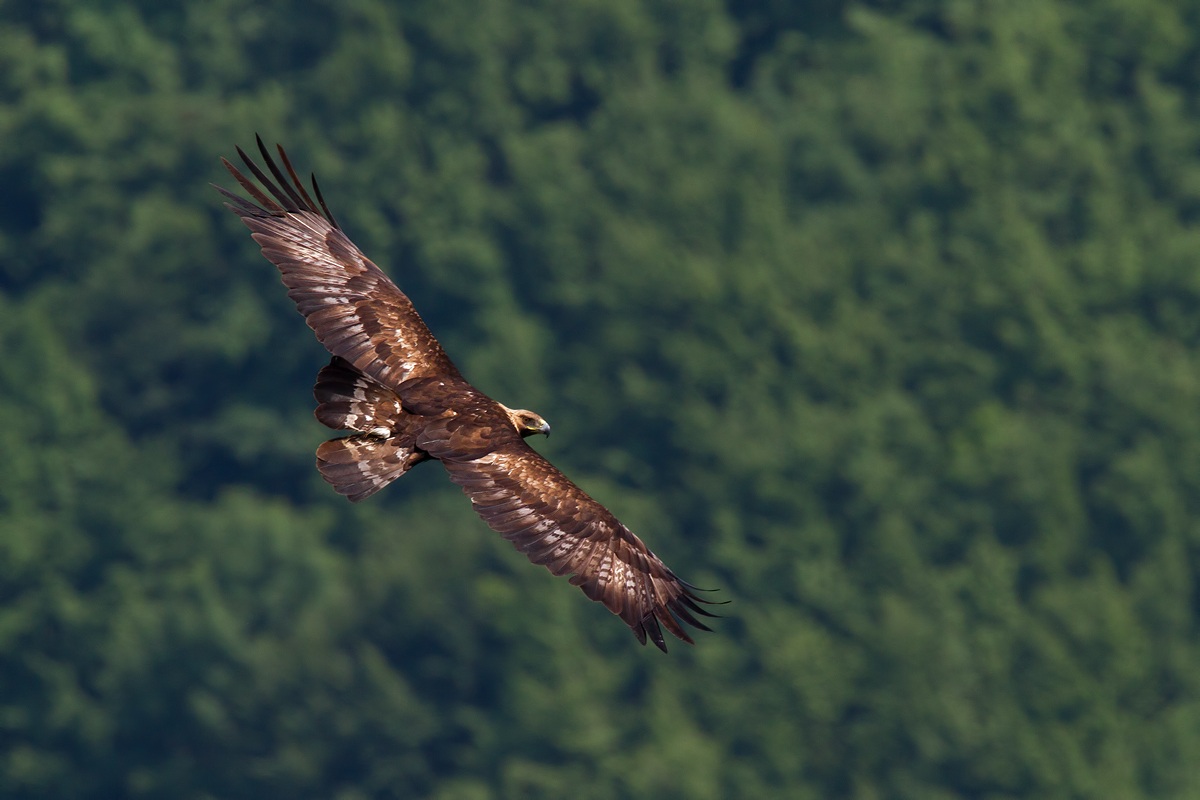 Golden Eagle in vault