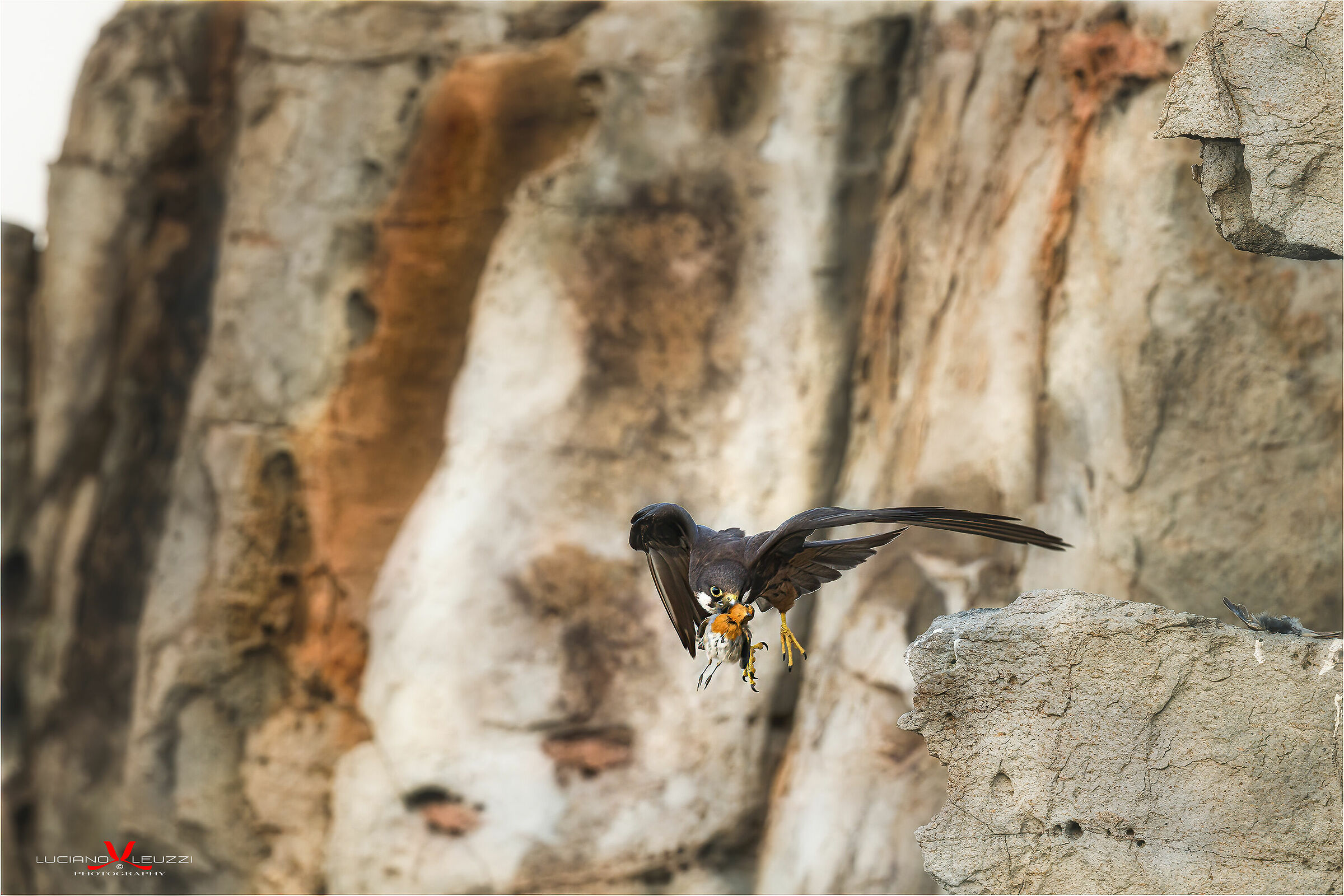 Queen's Hawk (Eleanor Falcon)