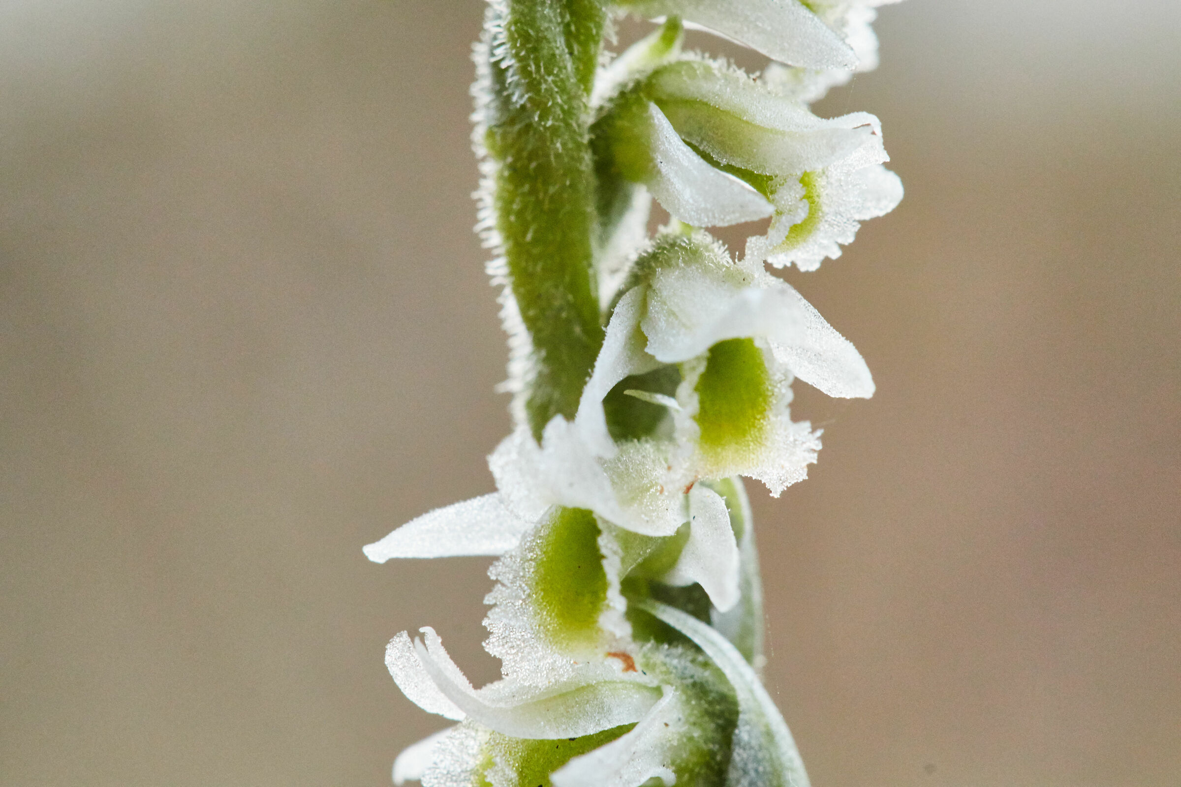 Spirante Spiralis, South Sardinia, October 2019