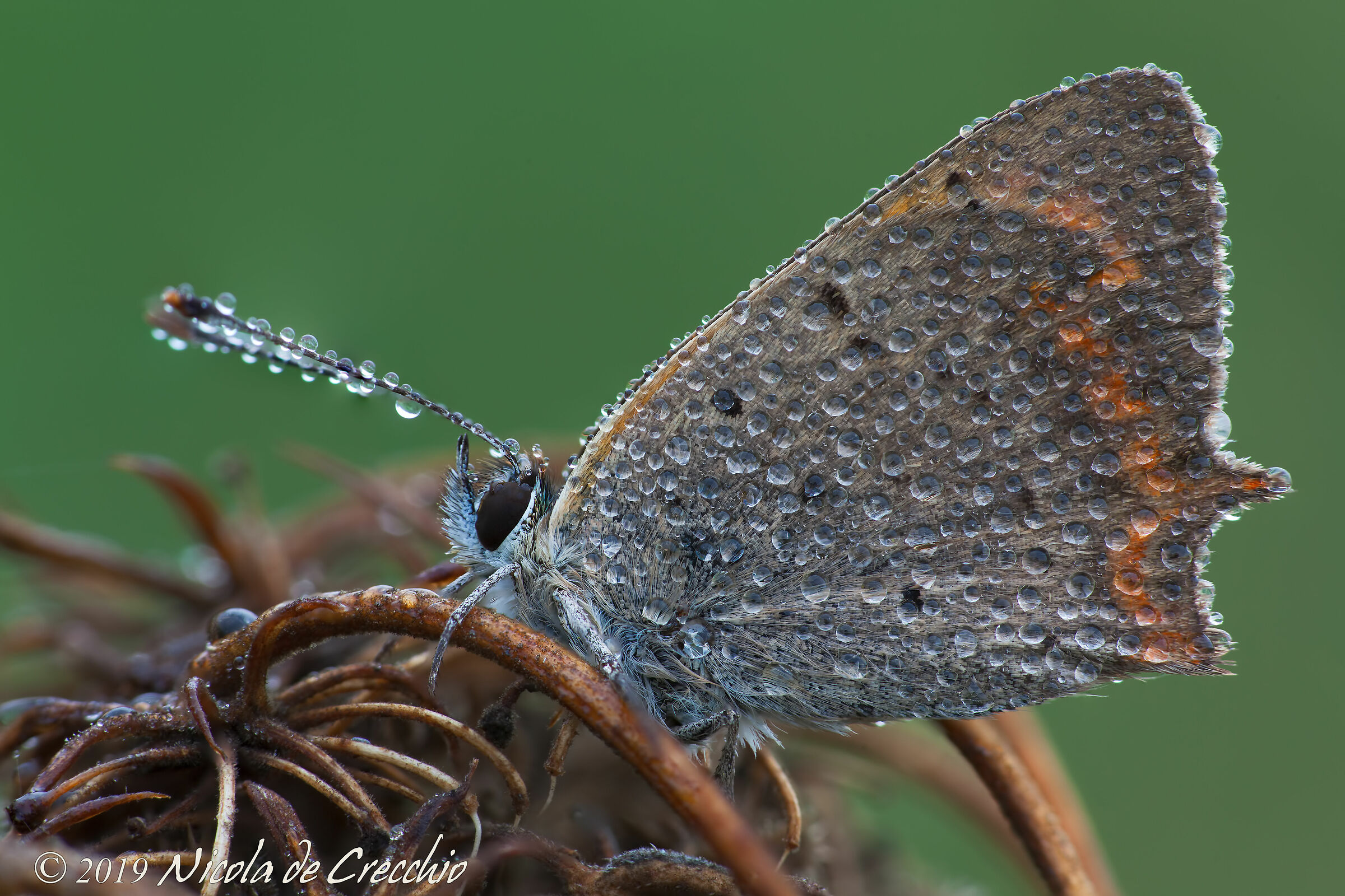 Lycaena phlaeas
