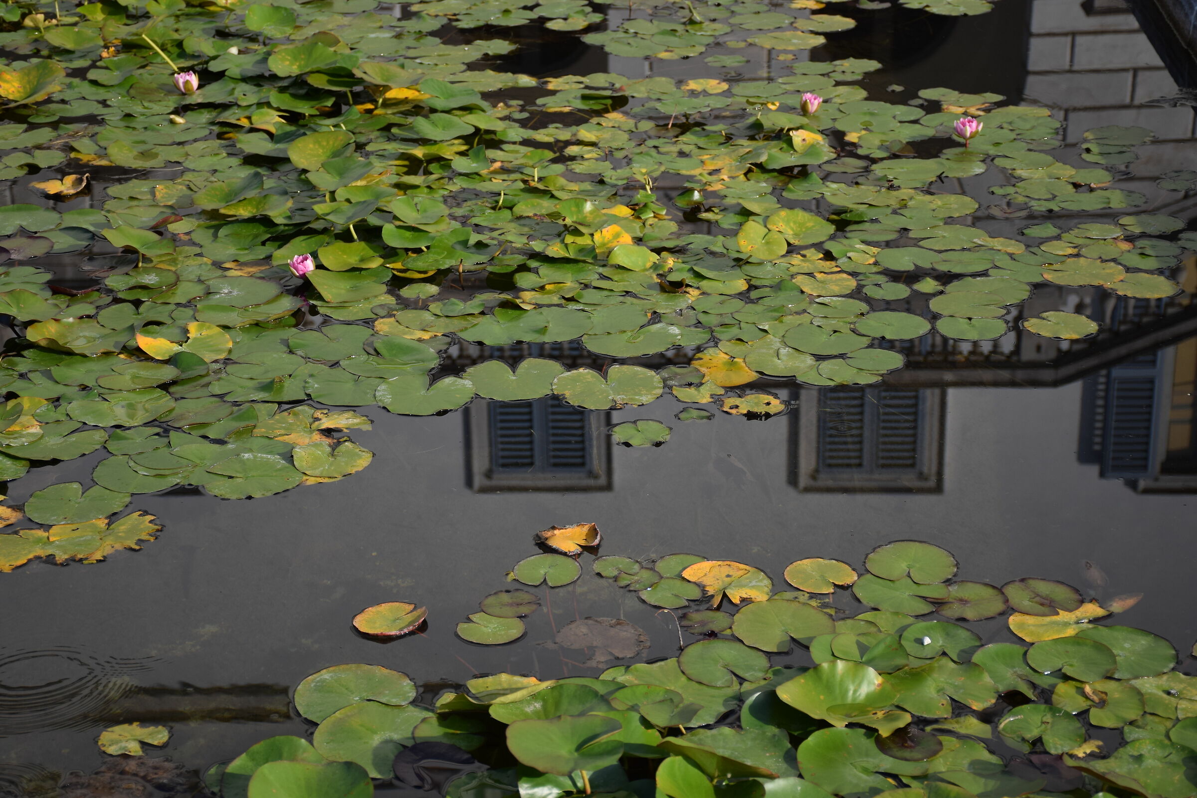 Specchio riflesso...