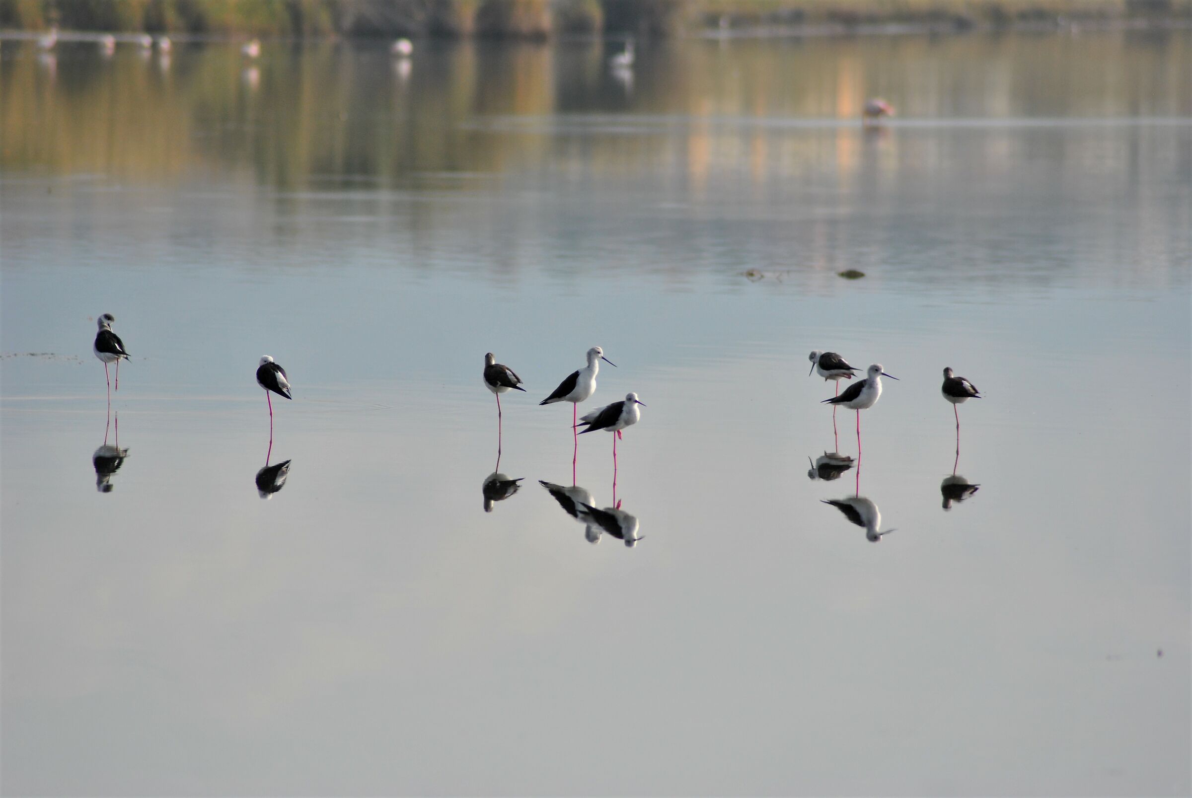 Ma quanti siamo.....