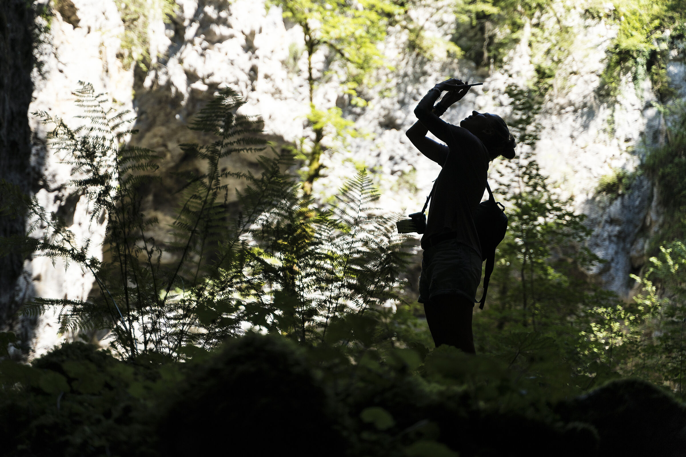 immersed in the forest