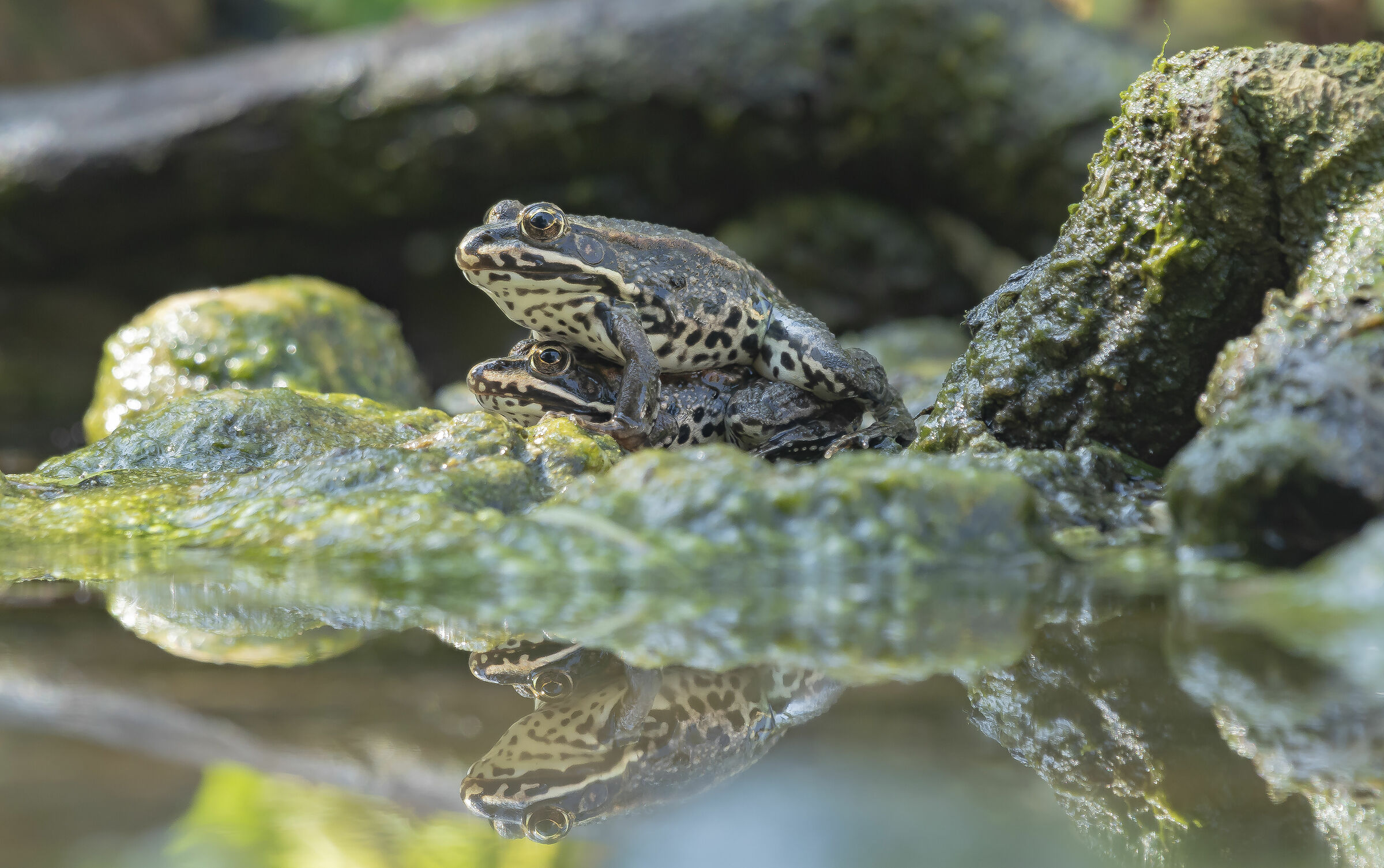 Vicious- Common green frogs