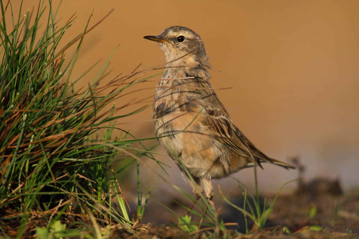 young pipit