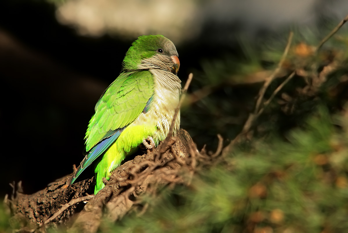 parakeet