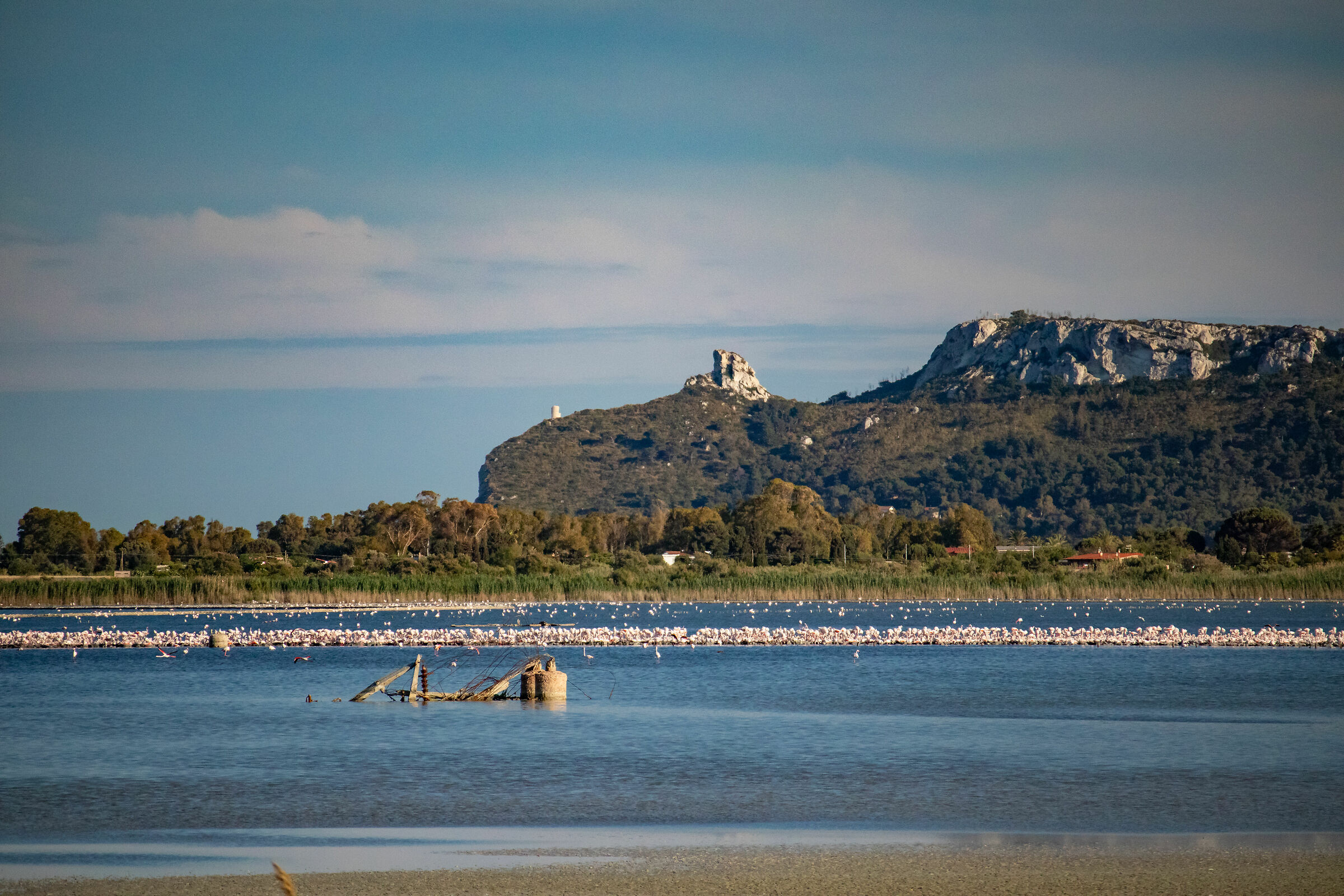 Nesting pink flamingos in Cagliari, Sardinia, 20