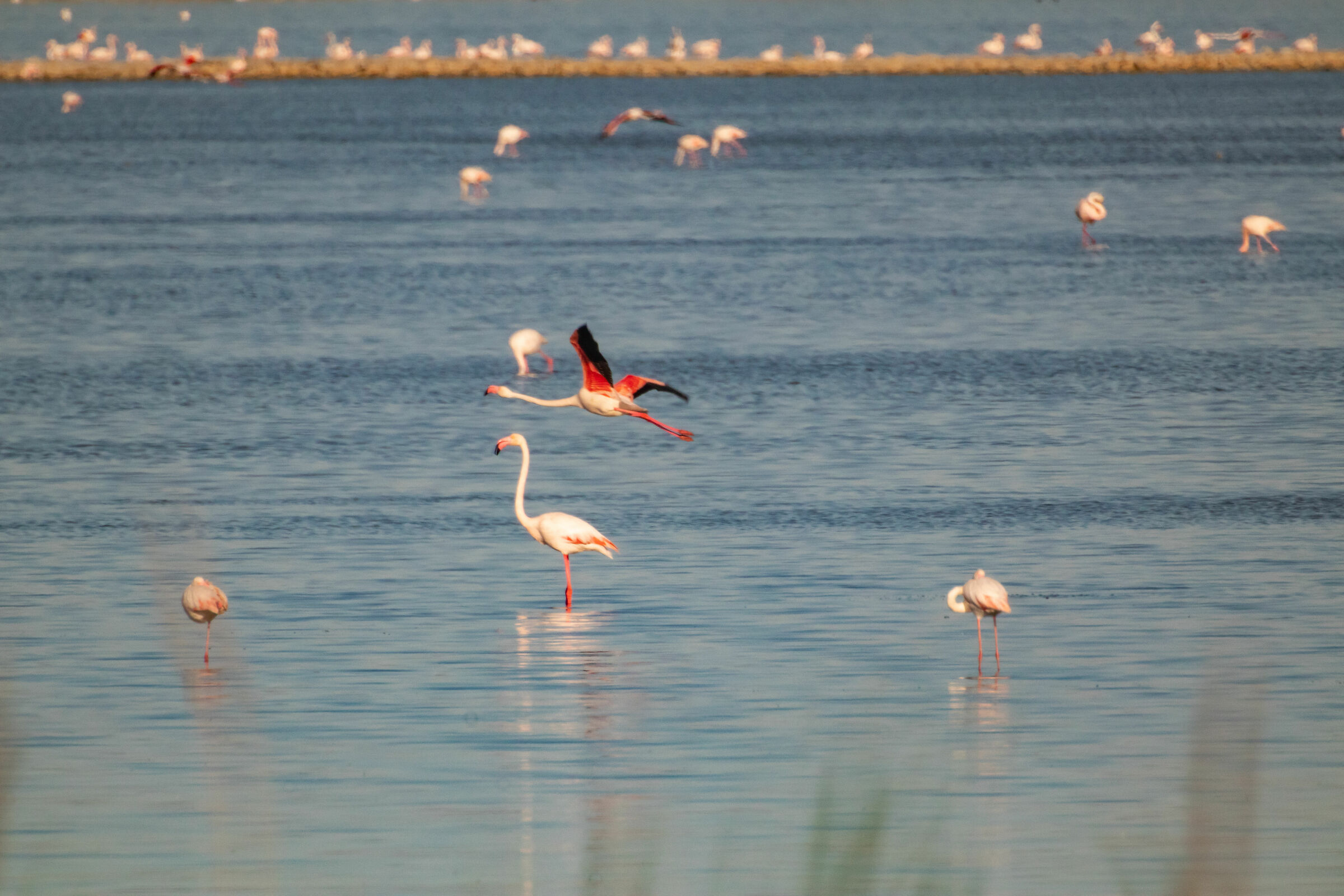 Nesting pink flamingos in Cagliari