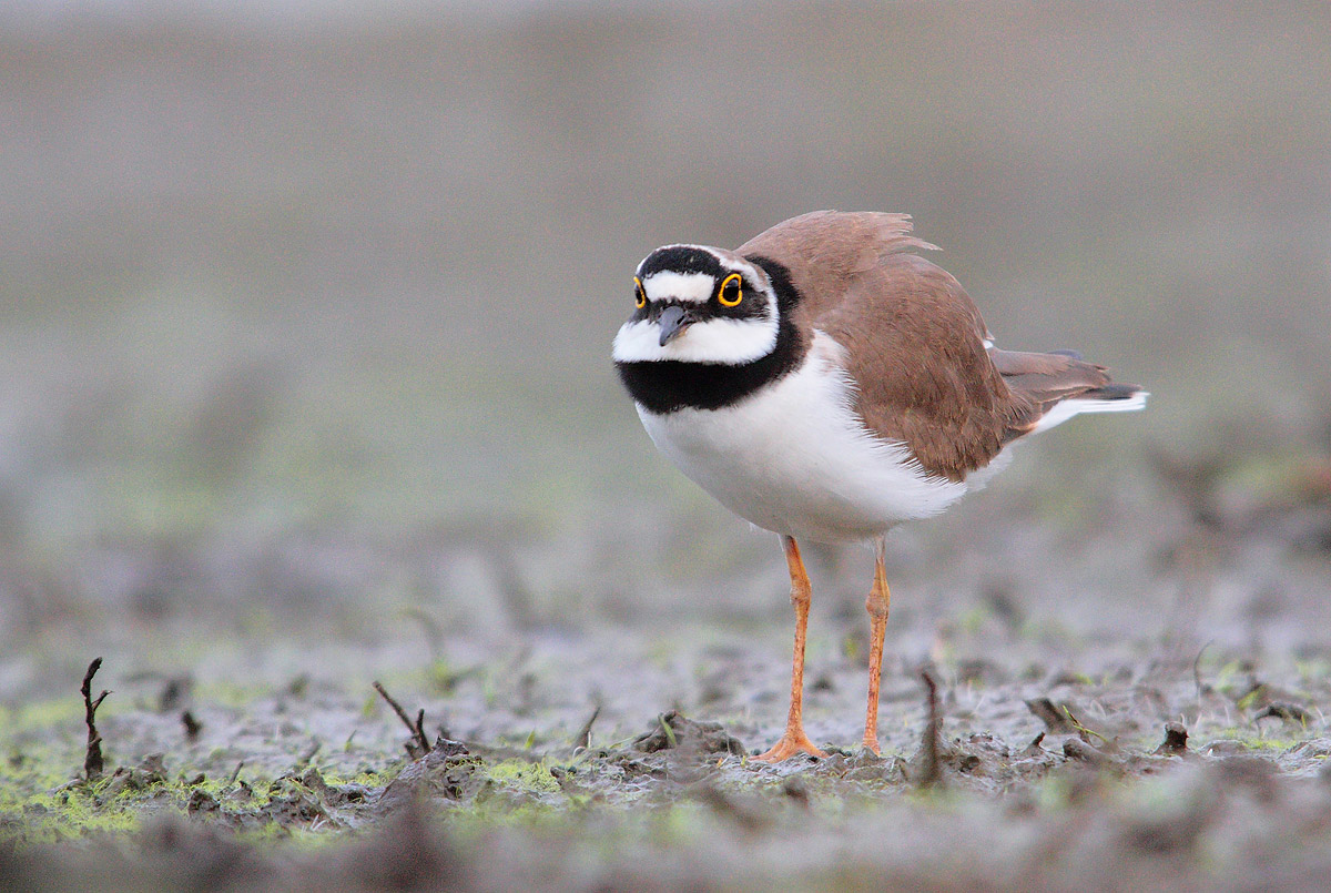 little ringed inc ....