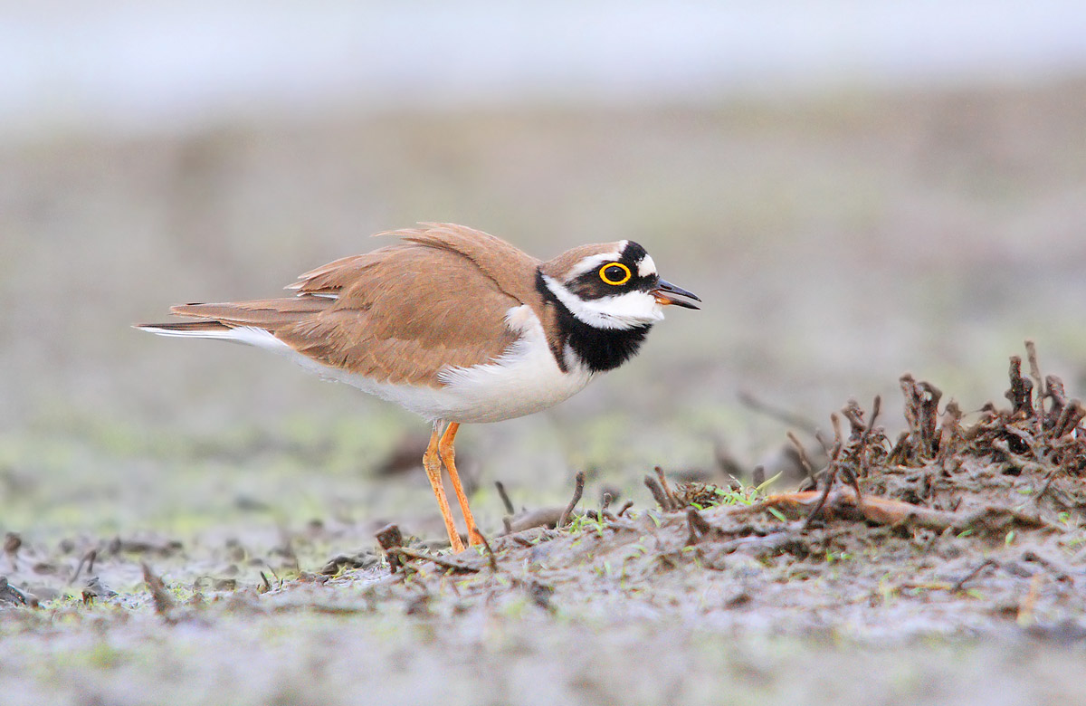 little ringed inc ....